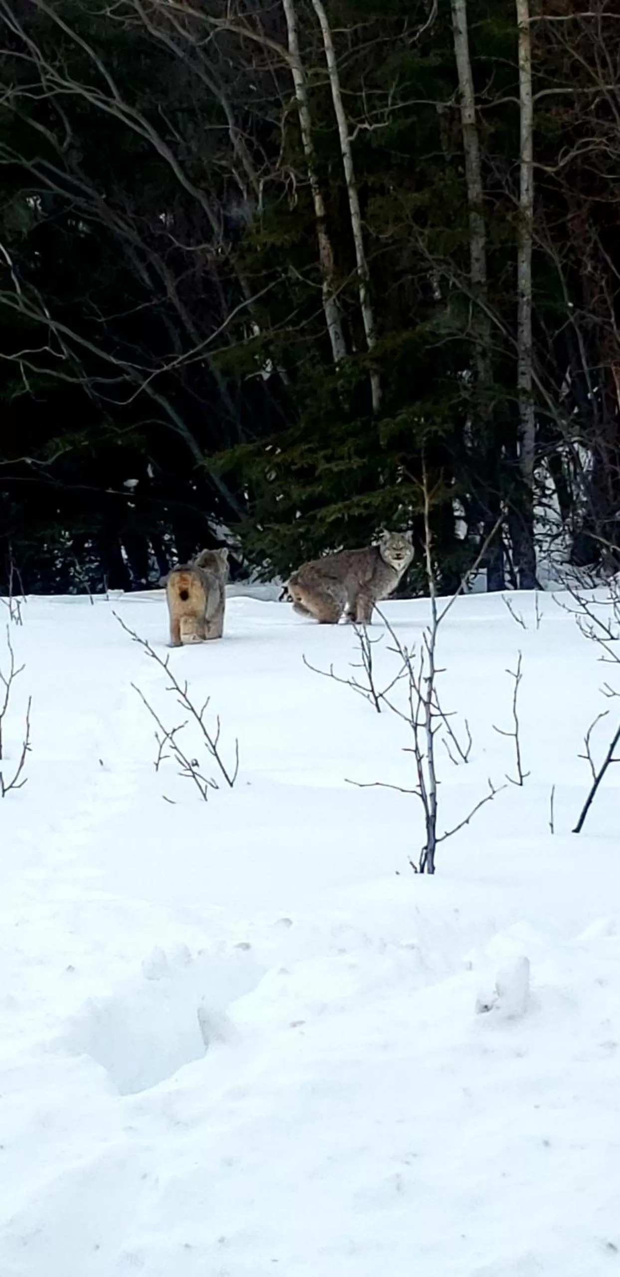 Winter in Tolsona Lake Lodge