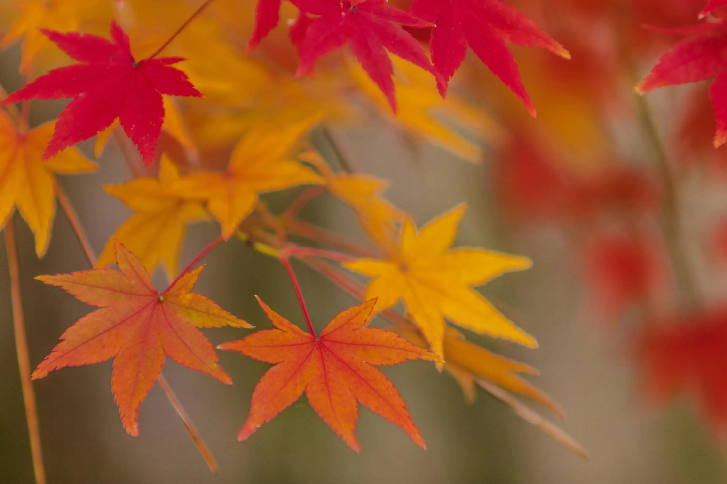 Garden in Kyoto Nanzenji Ryokan Yachiyo Established in 1915