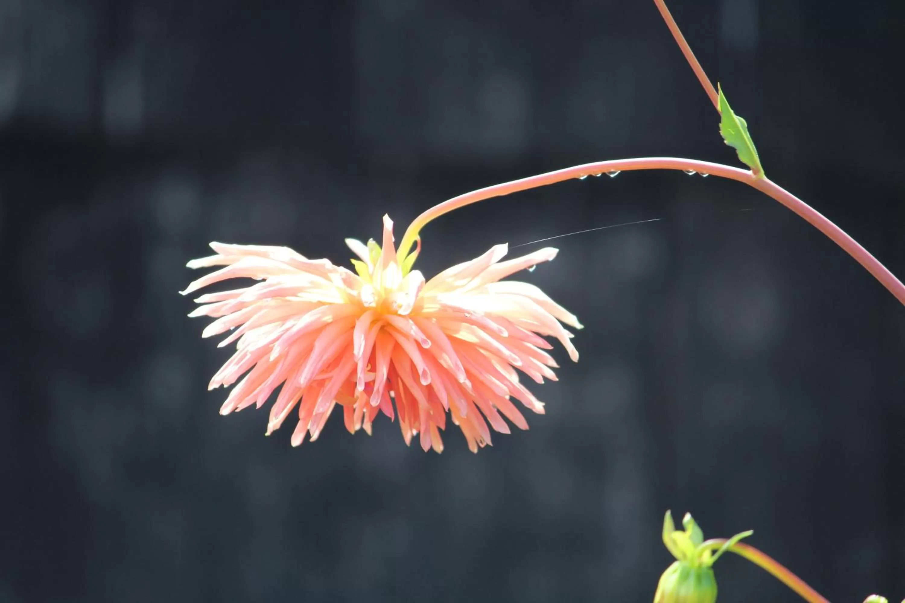Garden in Hotel Boutique Casa Werner