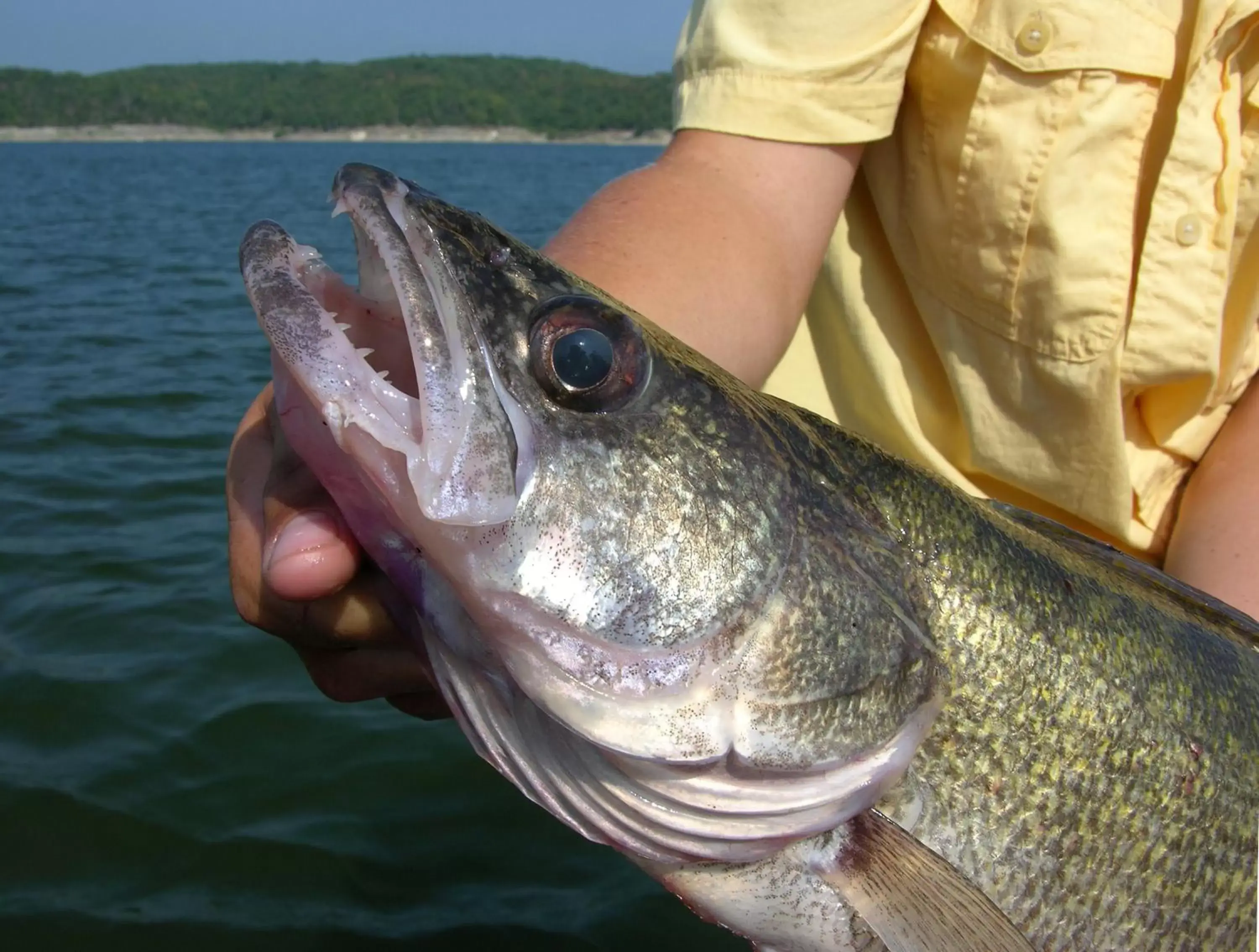 Fishing, Other Animals in Baymont by Wyndham Pierre