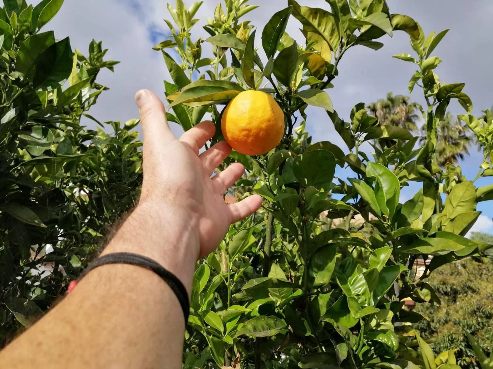 Garden in La Vista Verde