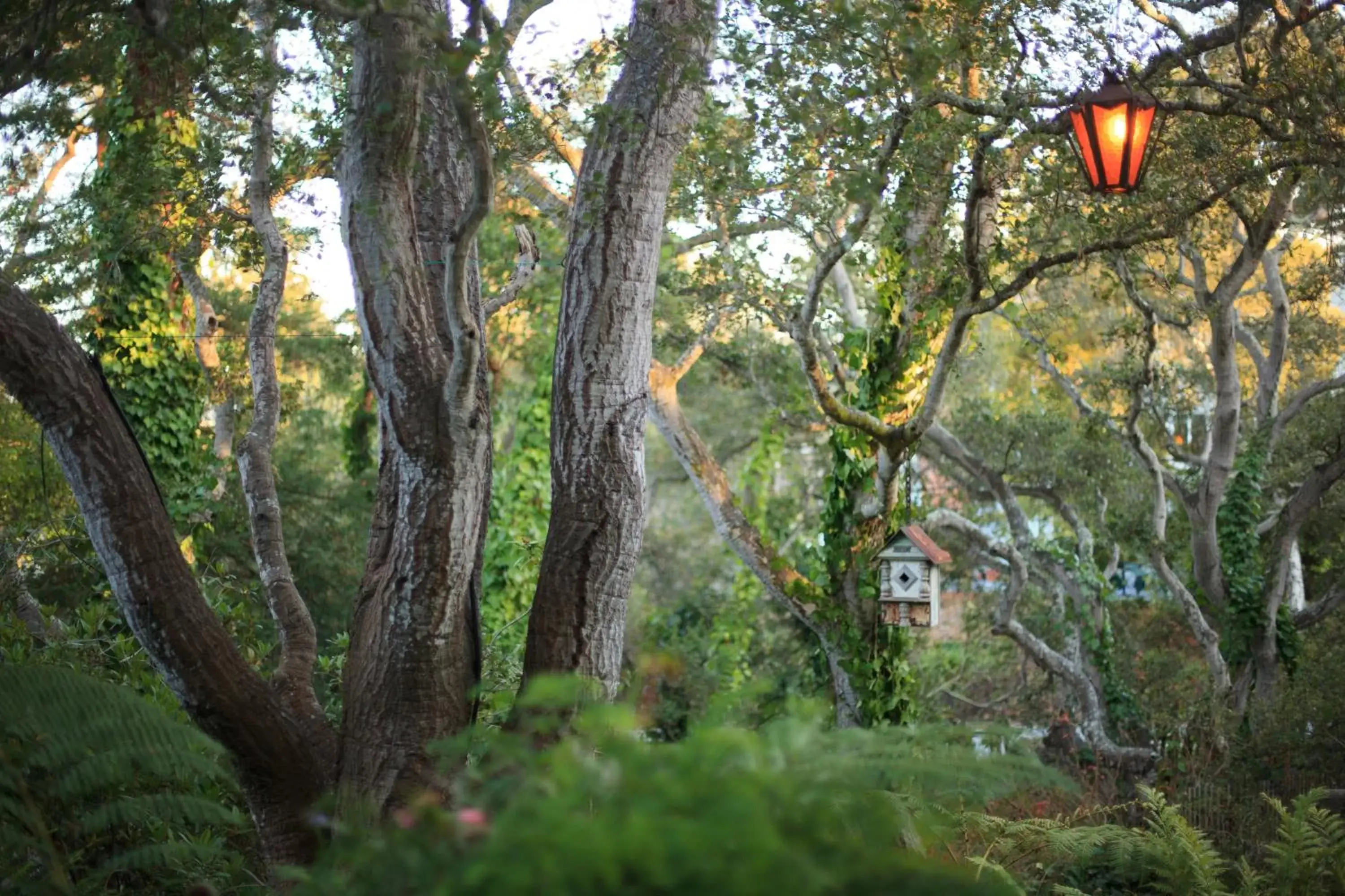 View (from property/room), Natural Landscape in Old Monterey Inn