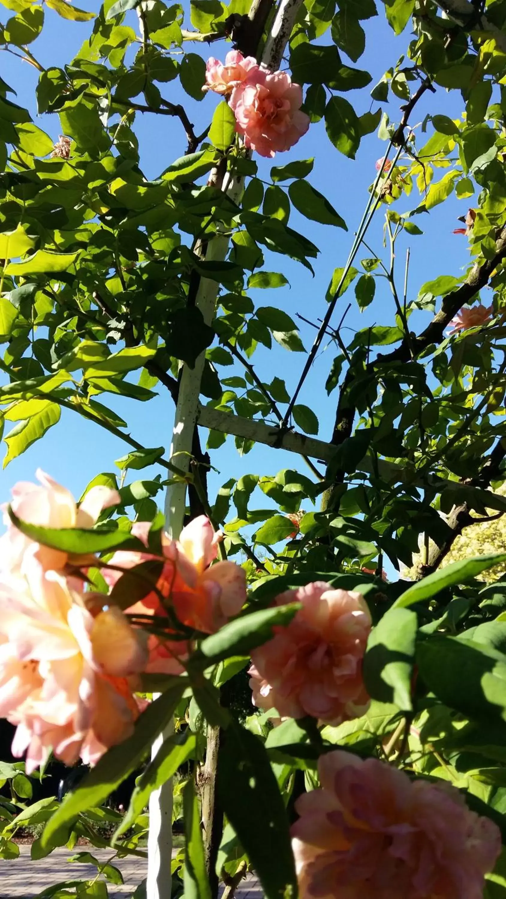 Garden in La Casa di Linda