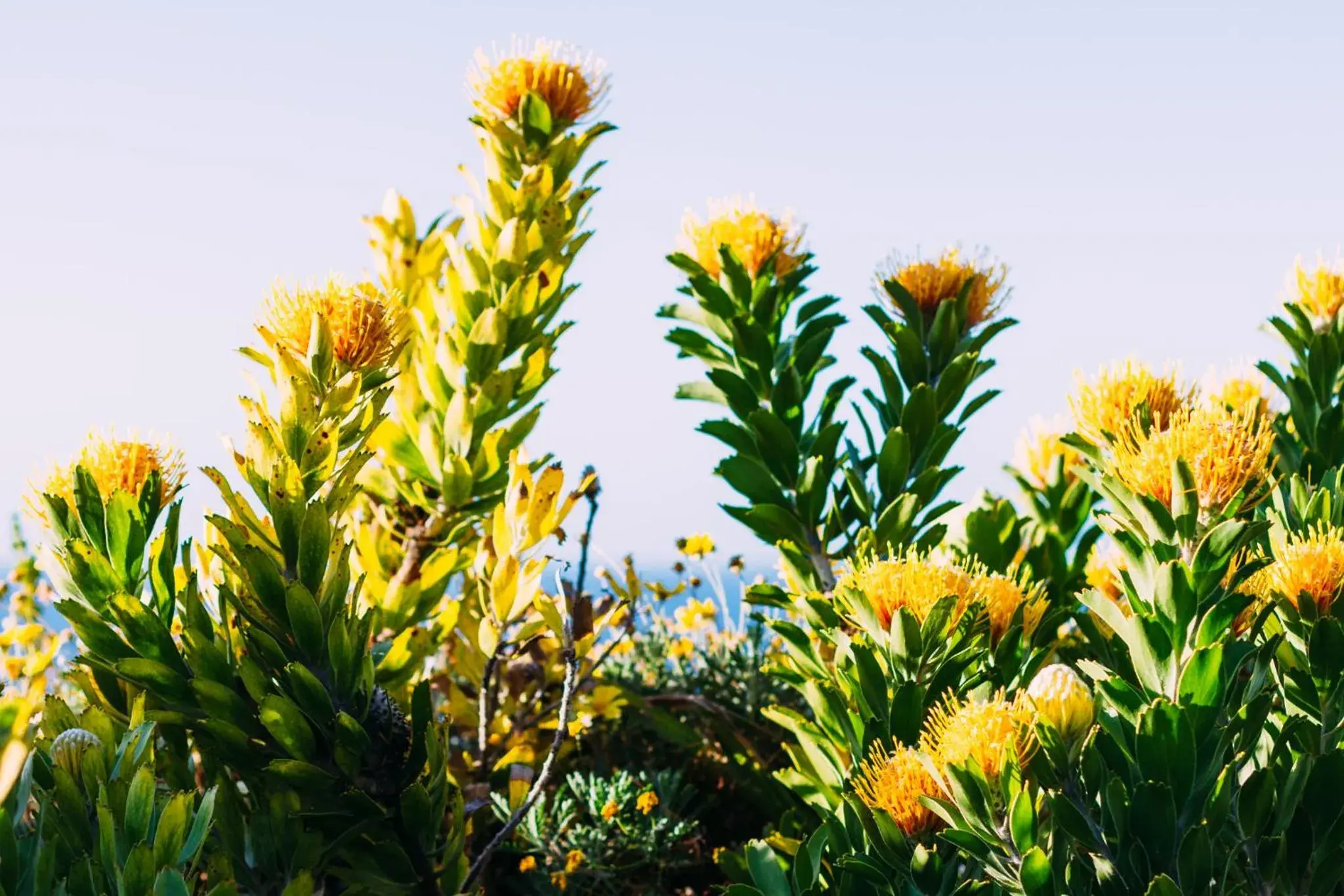 Natural landscape in Ellerman House