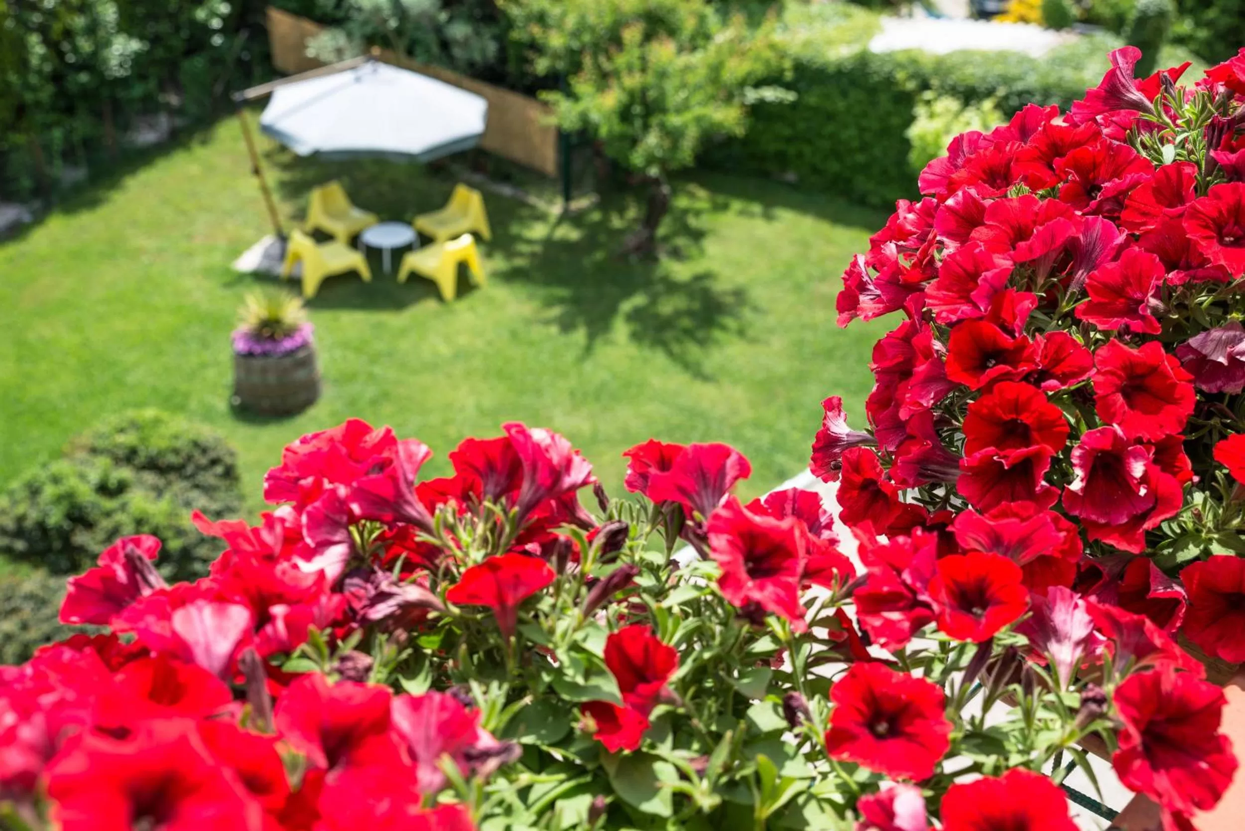 Garden view in B&B Il Girasole