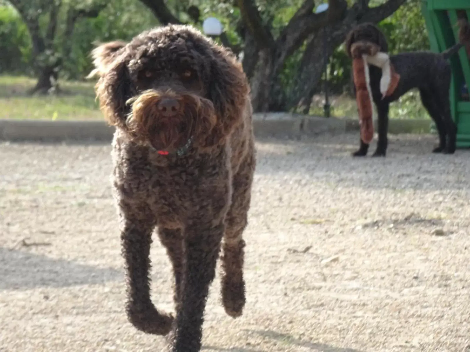 Staff, Pets in Finca La Higuera - Boutique B&B