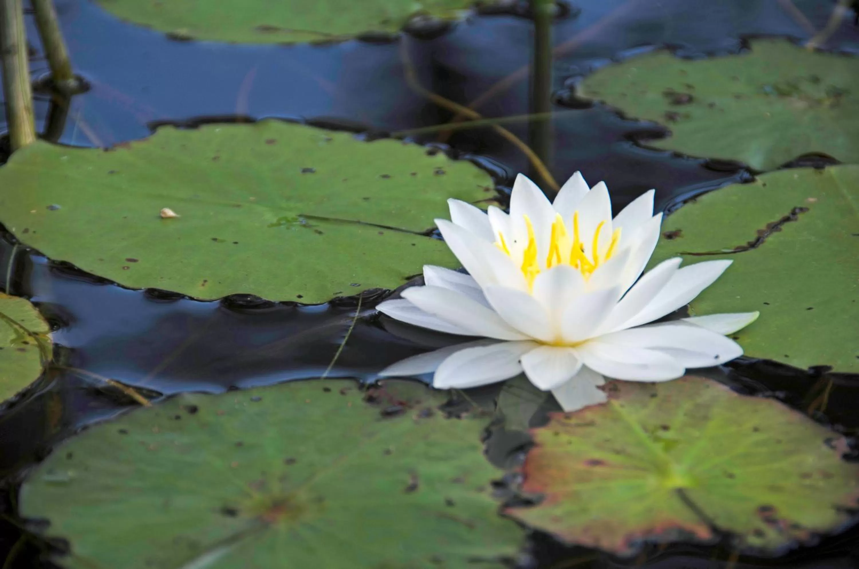 River view in Old Saco Inn