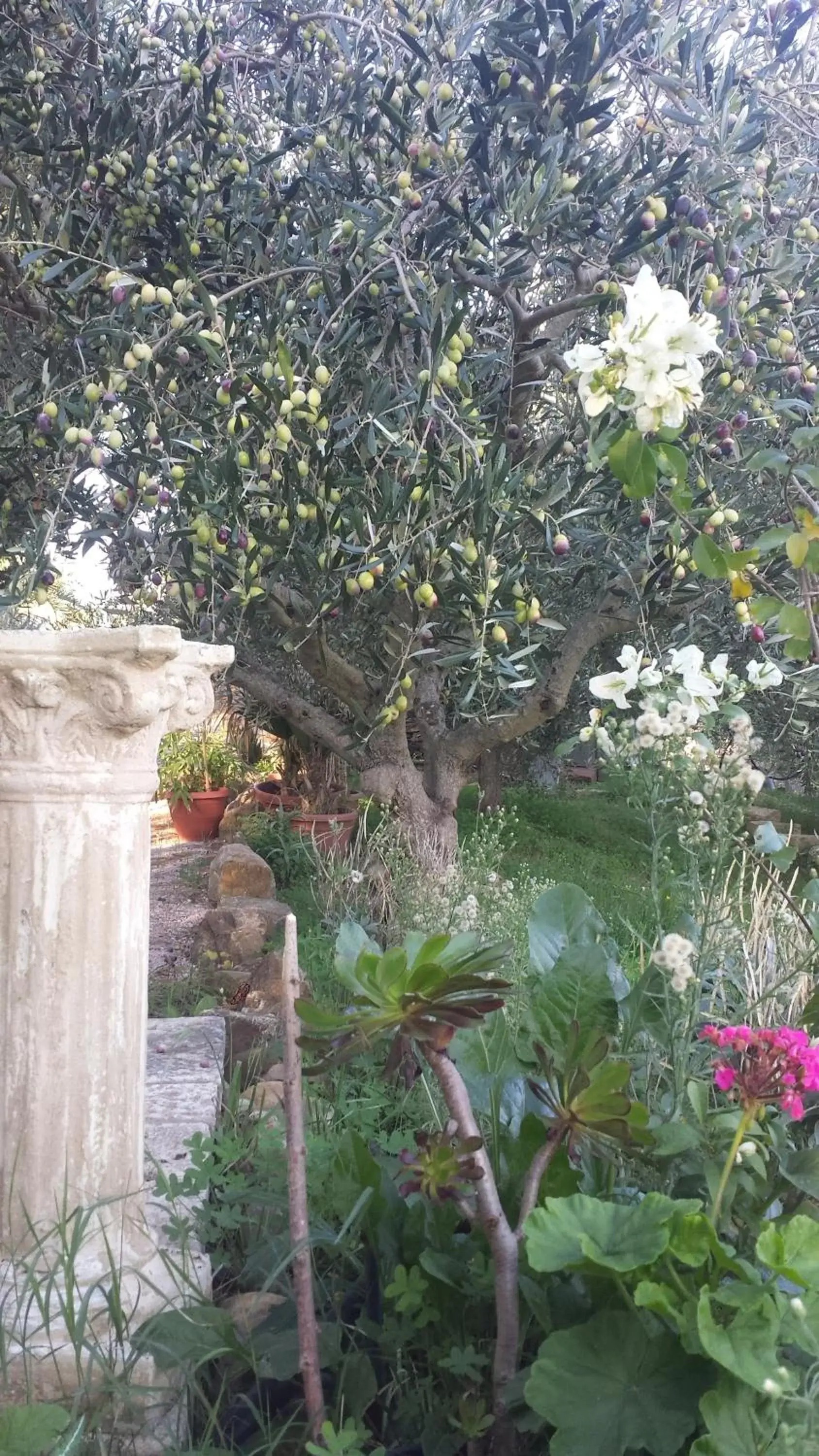 Other, Garden in La Suite Di Segesta
