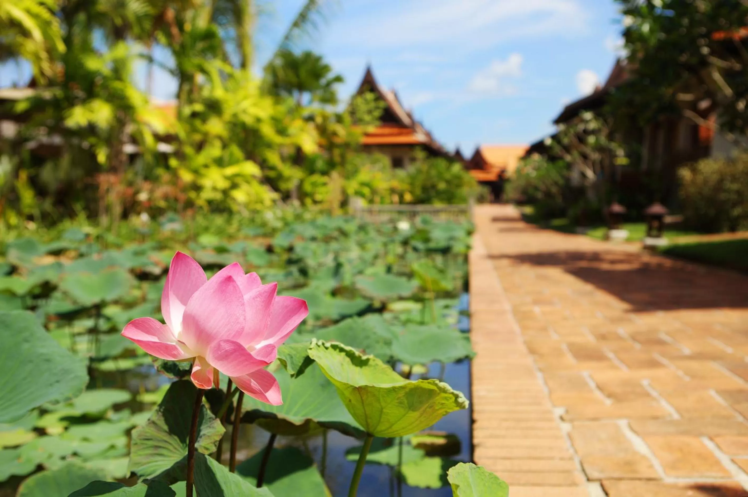 Garden in Khaolak Bhandari Resort & Spa