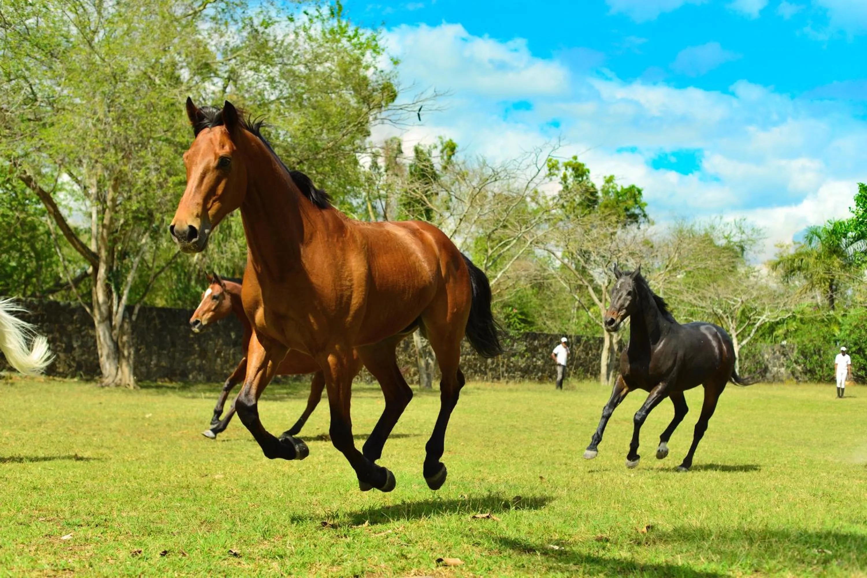 Animals in Maritim Resort & Spa Mauritius