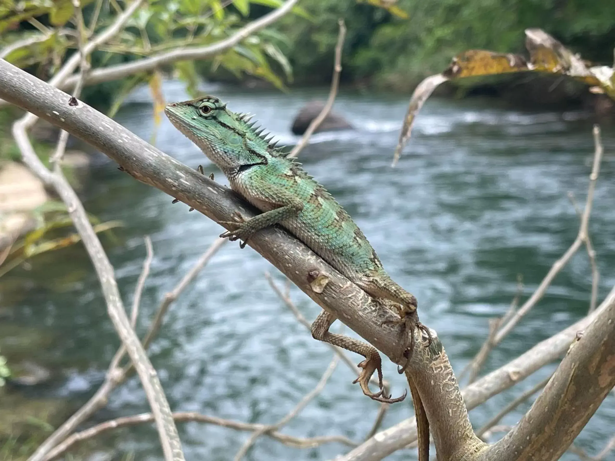 Other Animals in Khaosok Rainforest Resort