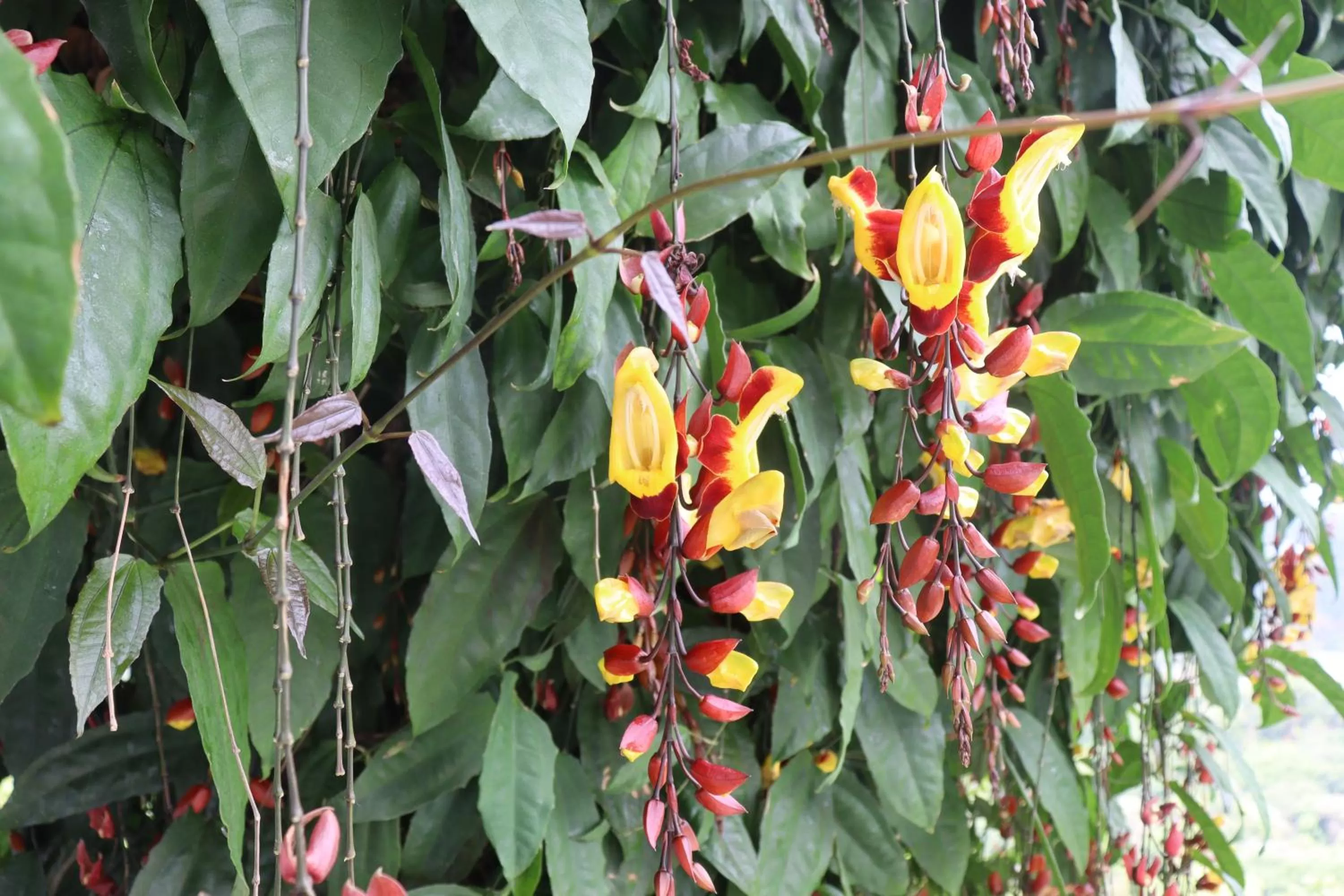 Garden in Pleasant Hill Resort