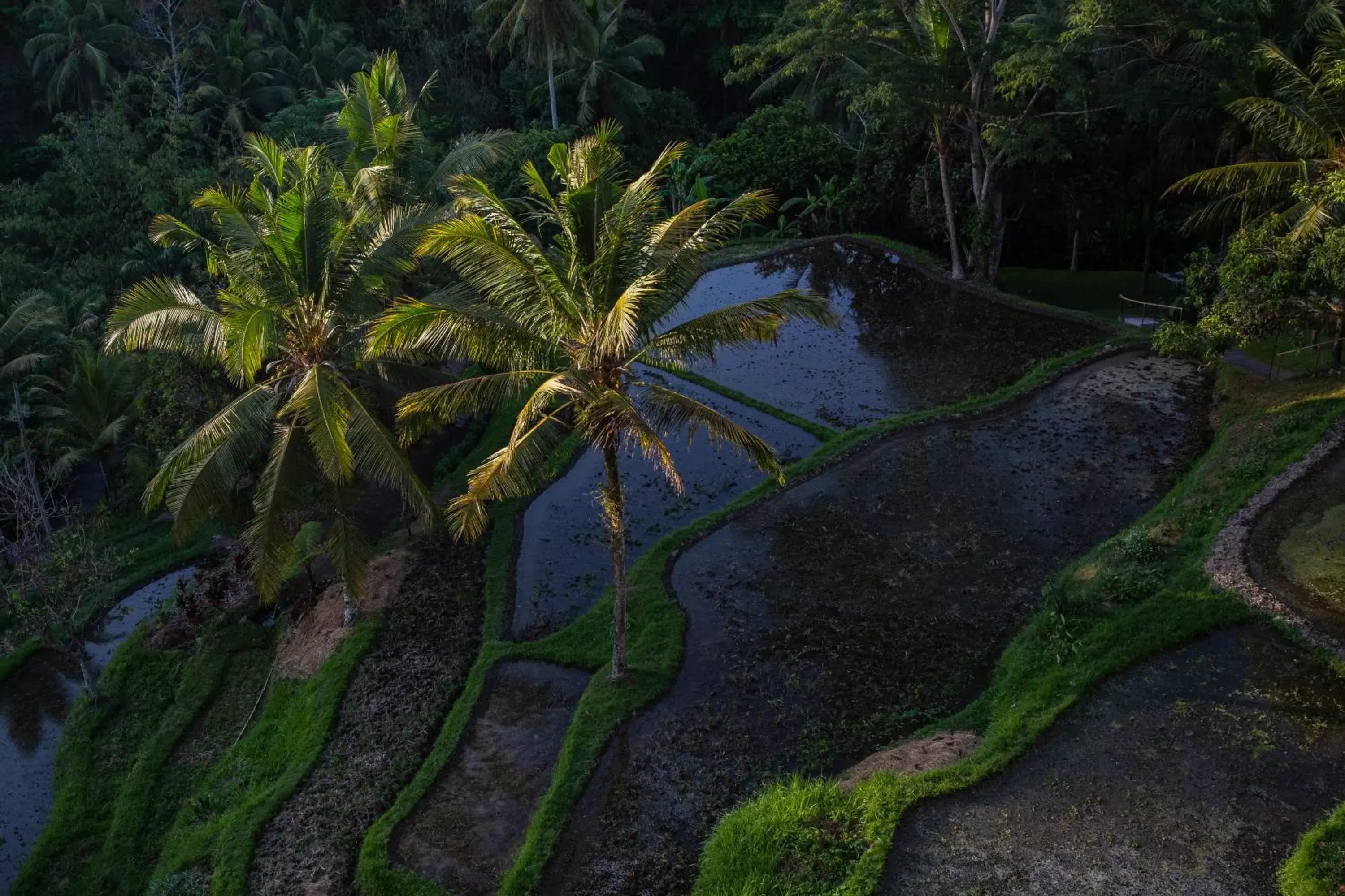 Natural landscape in Komaneka at Bisma Ubud