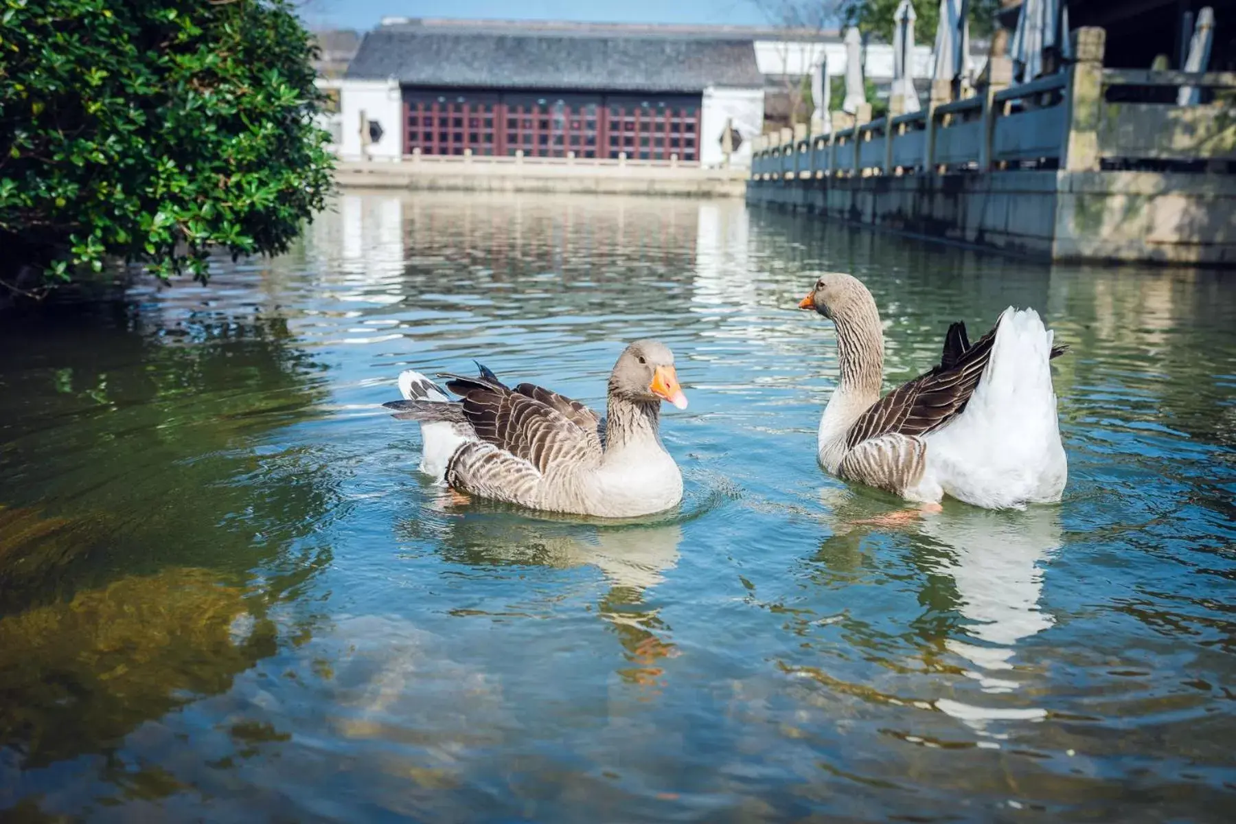 Animals, Other Animals in Four Seasons Hotel Hangzhou at West Lake