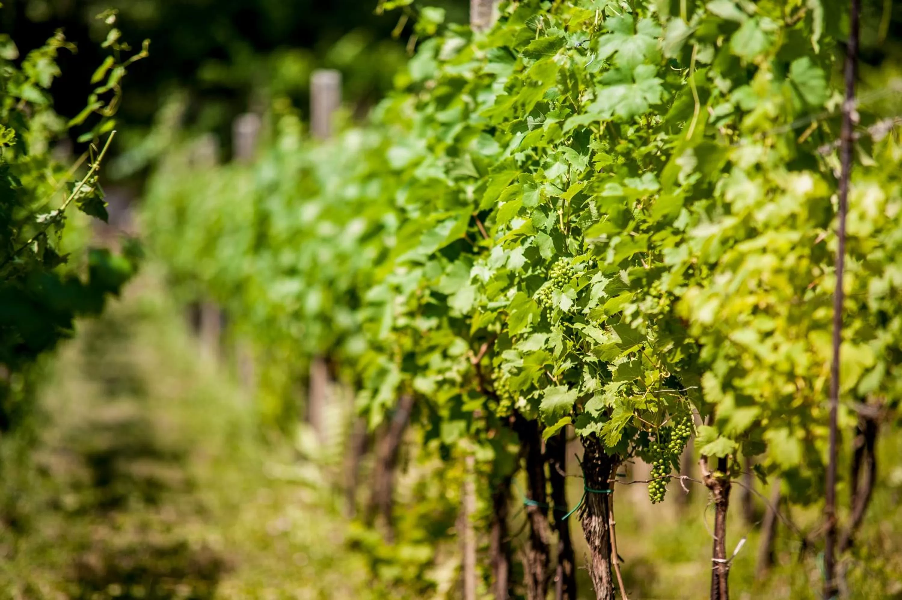 Off site in Boutique Hotel Golf Garni