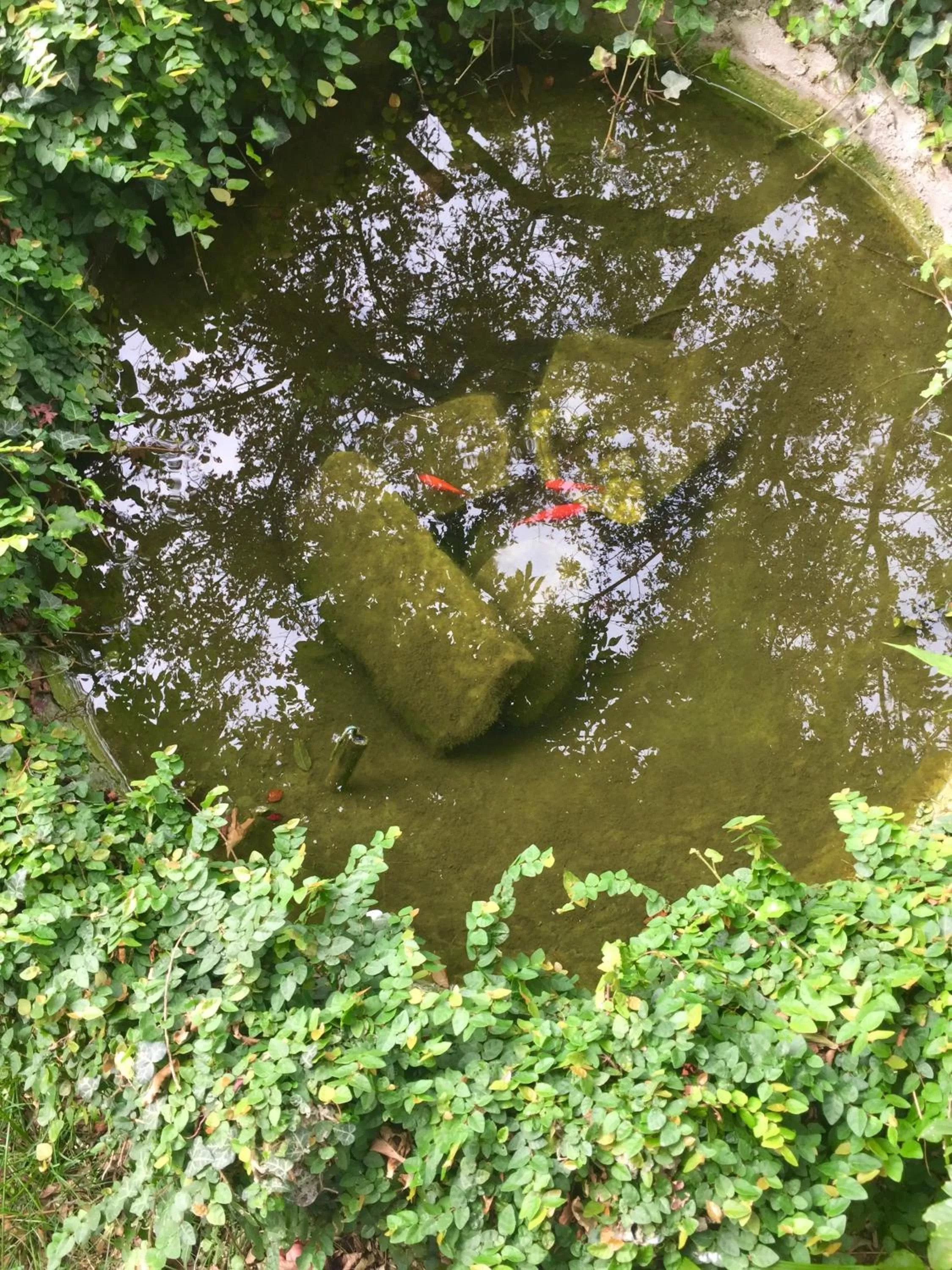 Animals in Villa Corti