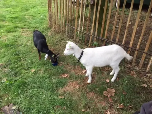 Pets in B&B De Mersken