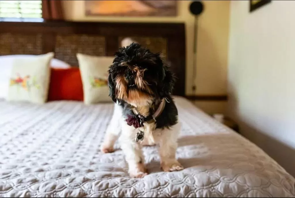 Pets in Old Brick Inn