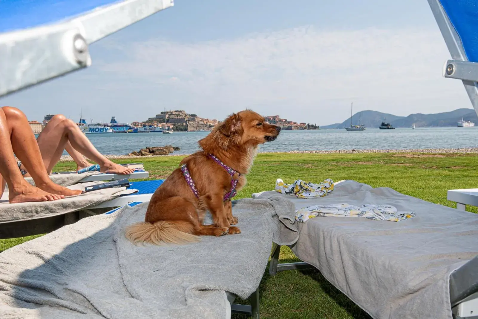 Beach in Hotel Airone isola d'Elba