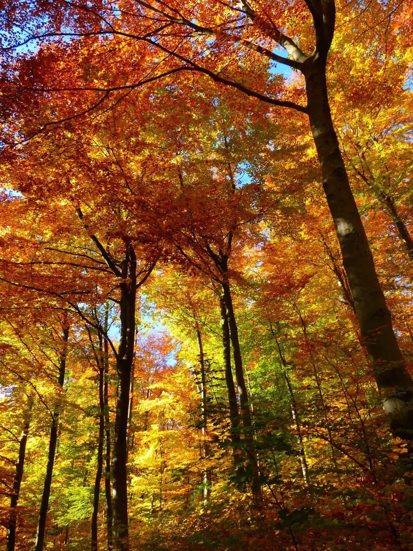 Autumn in Le Couarôge Chalets et Appartements