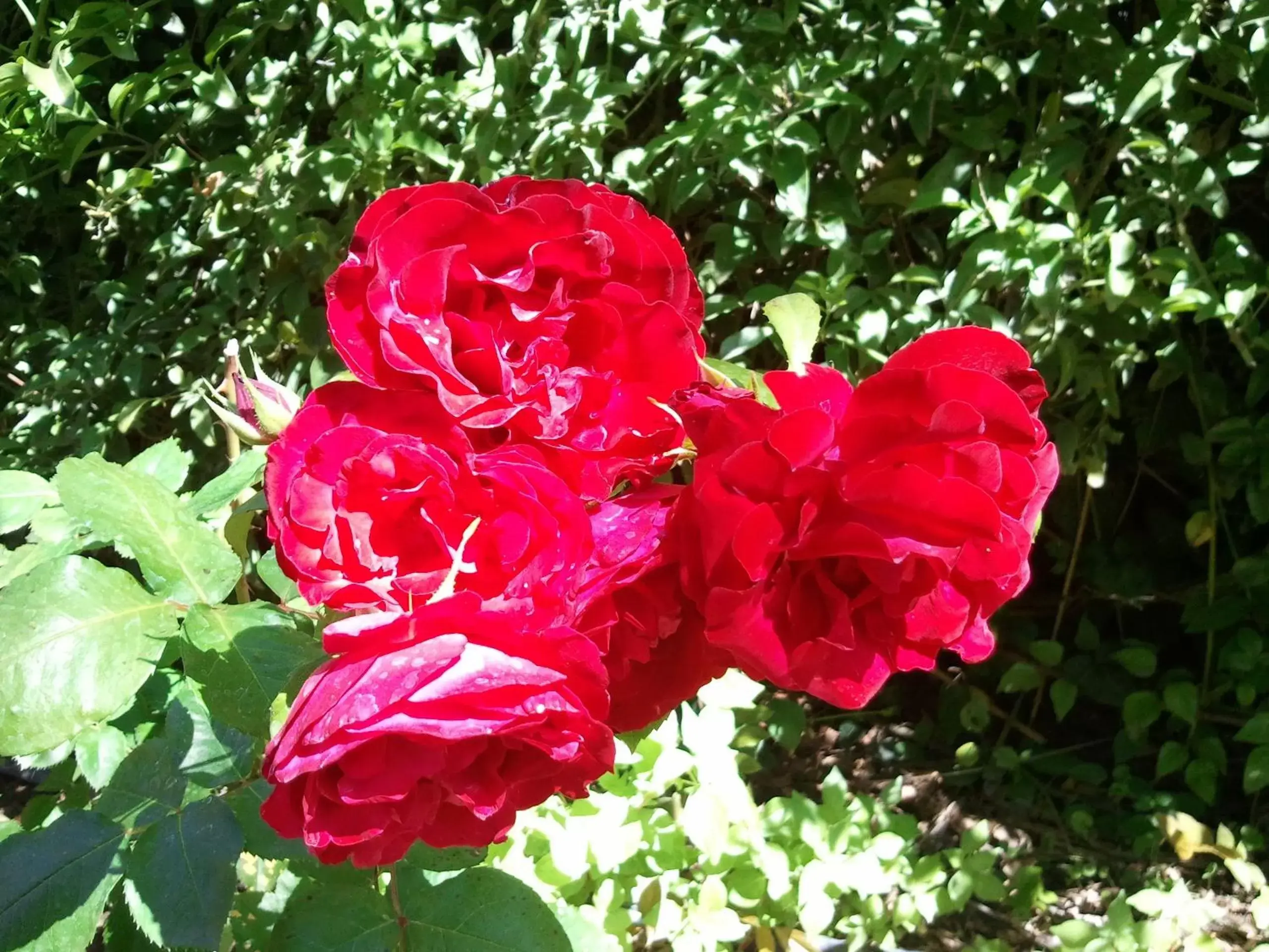 Garden in B&B La Rena Rossa