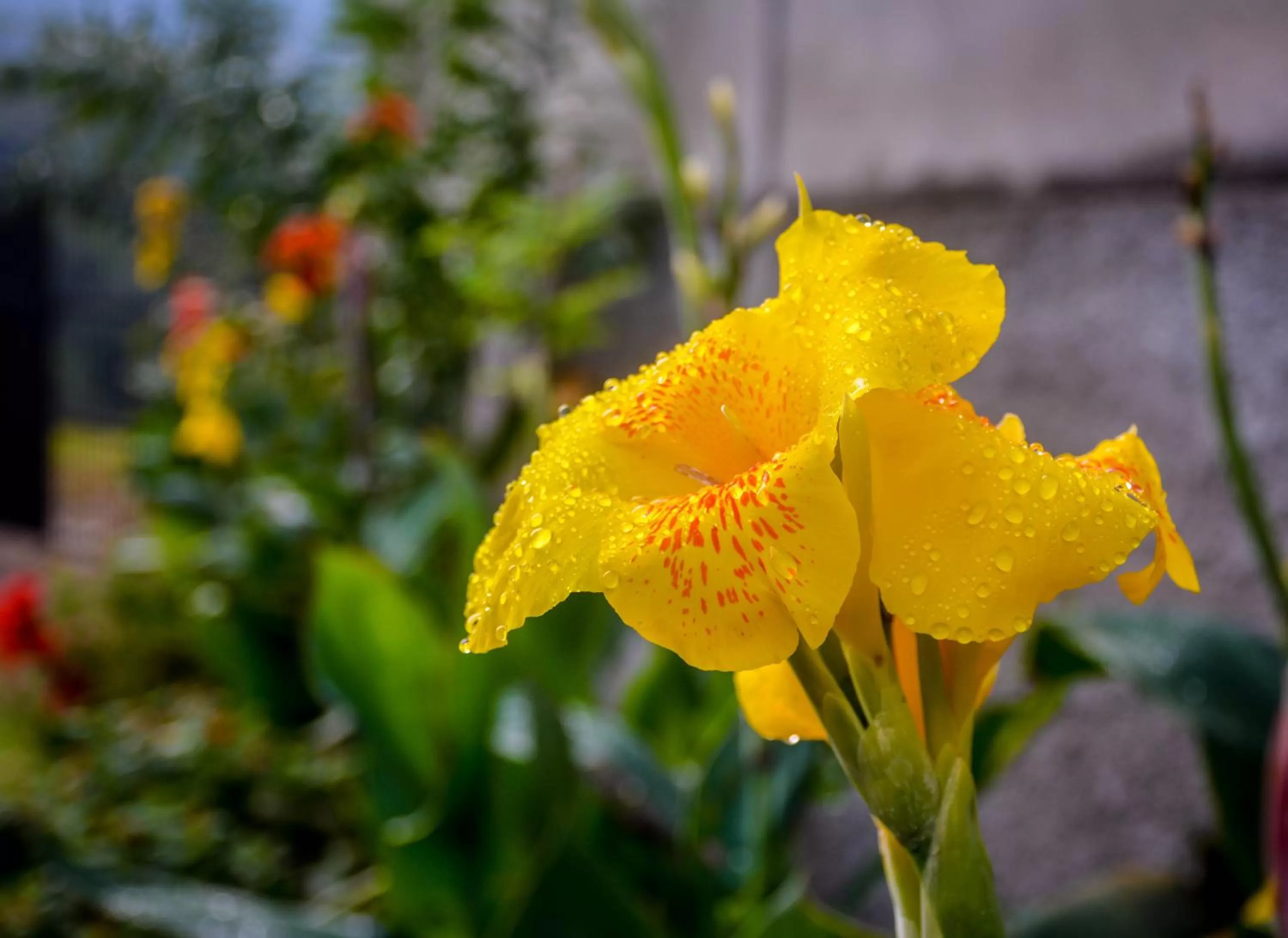Garden in Elegant Hotel