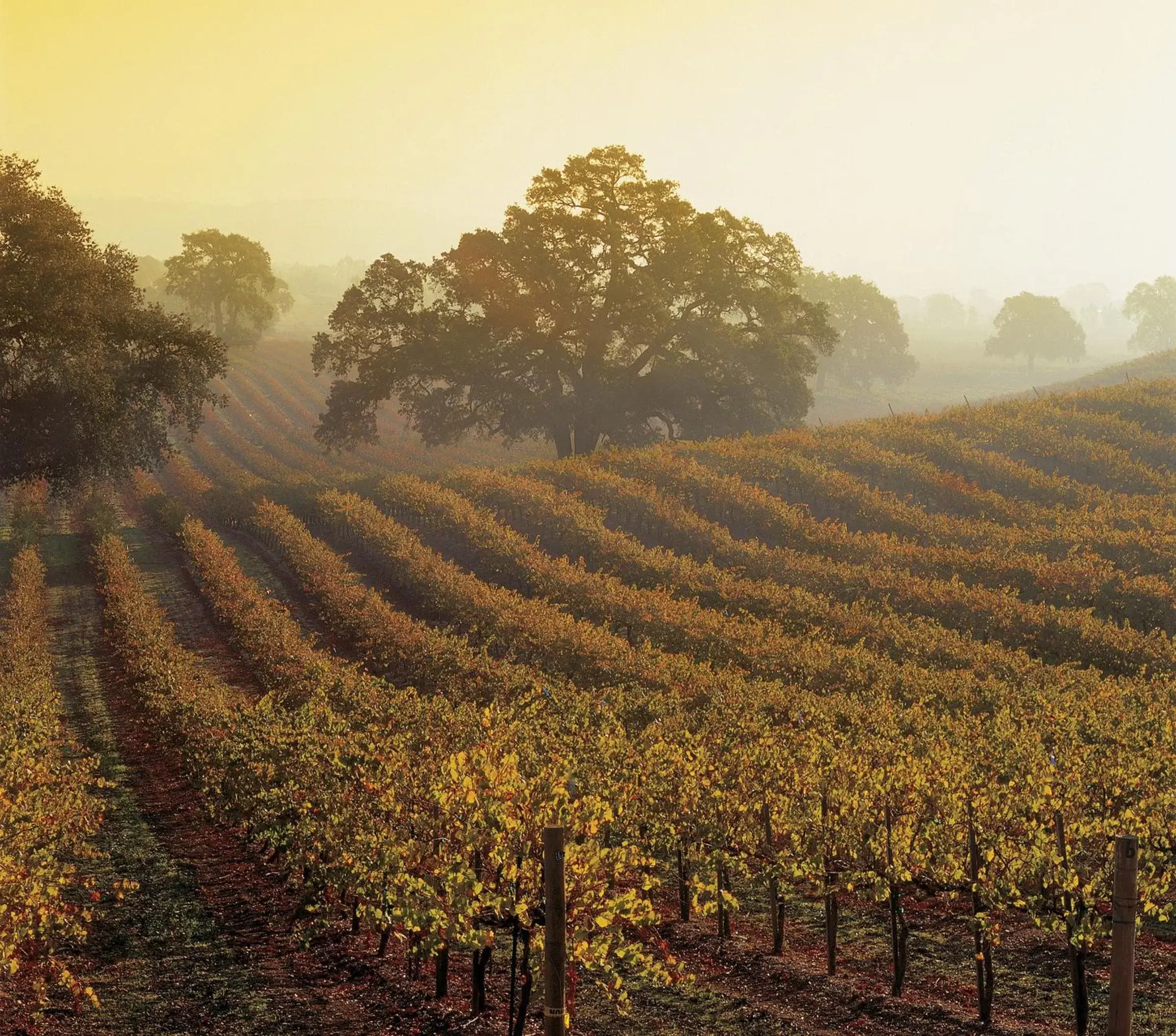 Area and facilities, Natural Landscape in Monterey Bay Inn