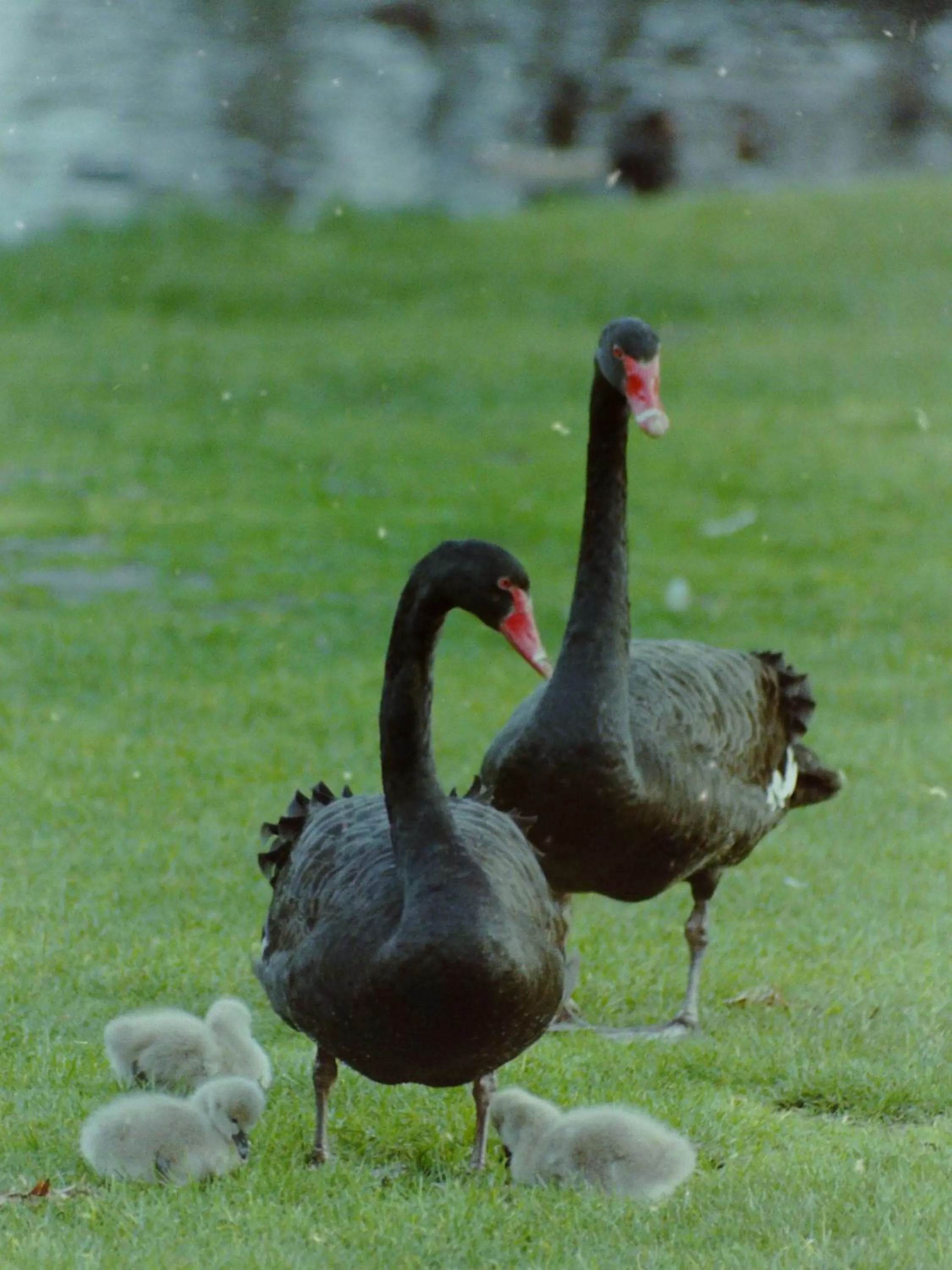 Apollo Bay Guest House