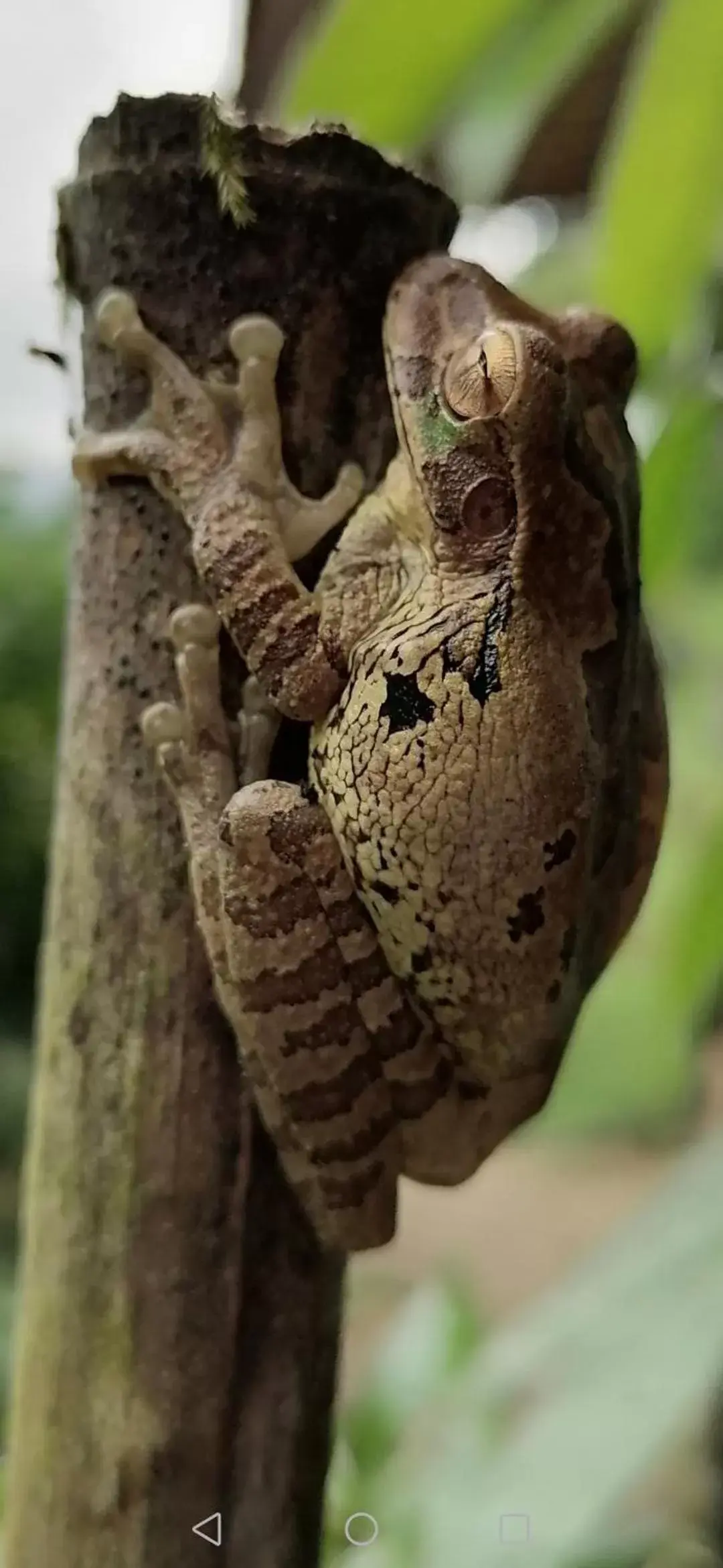 Restaurant/places to eat, Other Animals in La Ceiba Tree Lodge