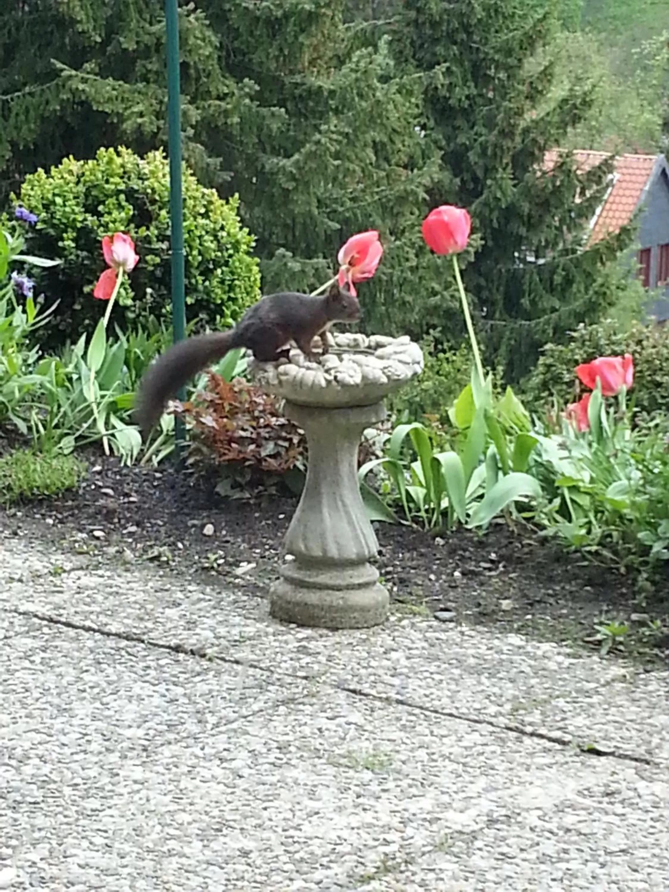 Spring in Pension Haus Petra