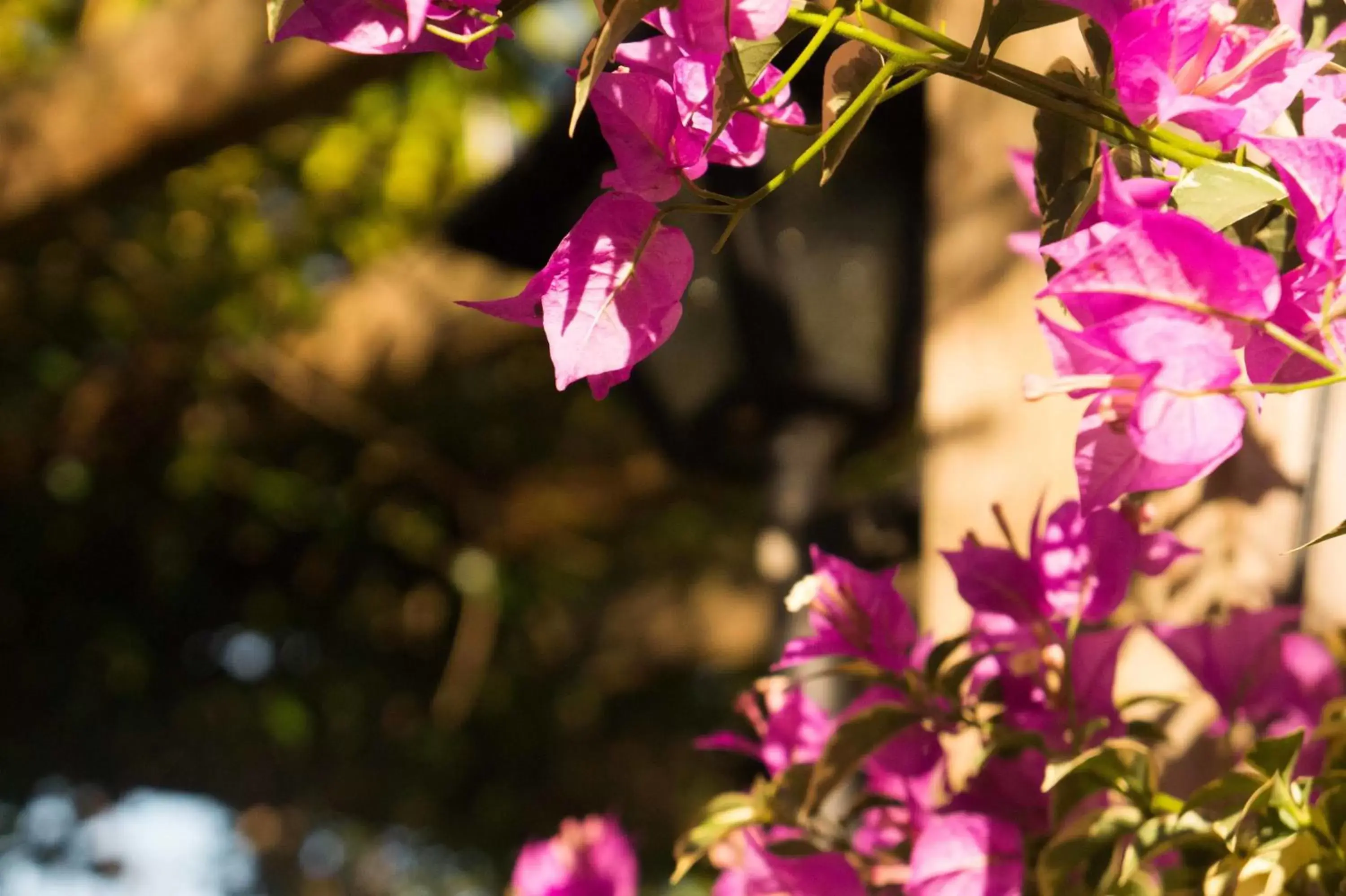 Garden in Hotel Petrópolis