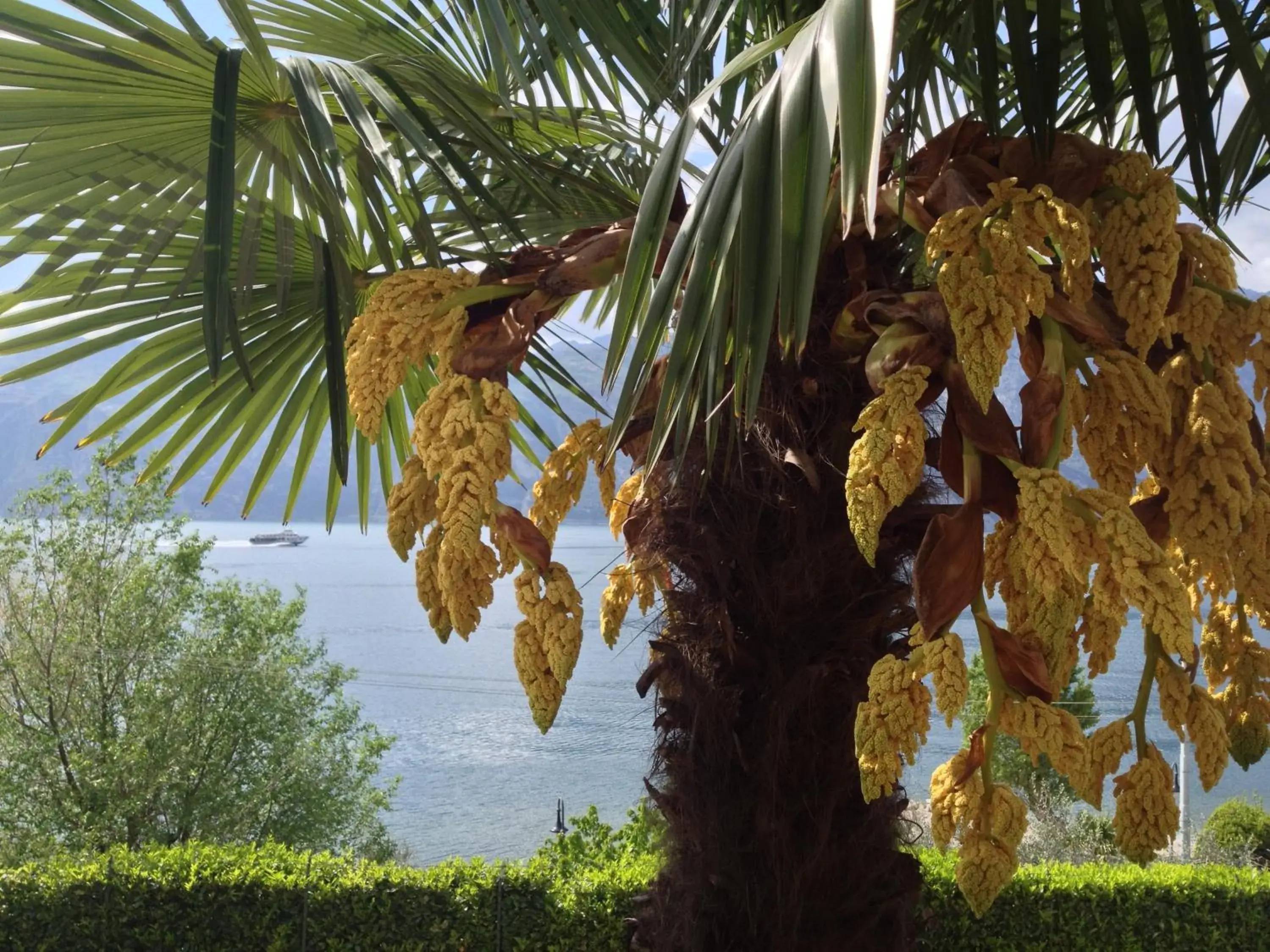 Garden in Albergo Villa Edera