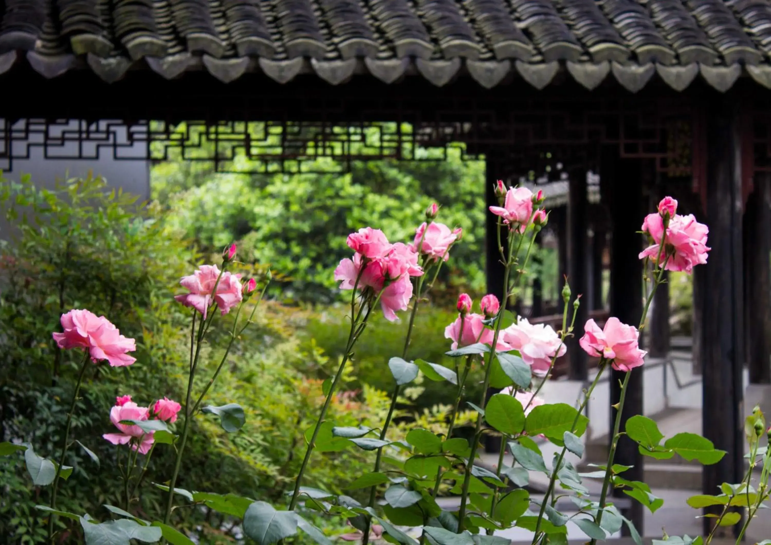 Garden in Tongli Lakeview Hotel