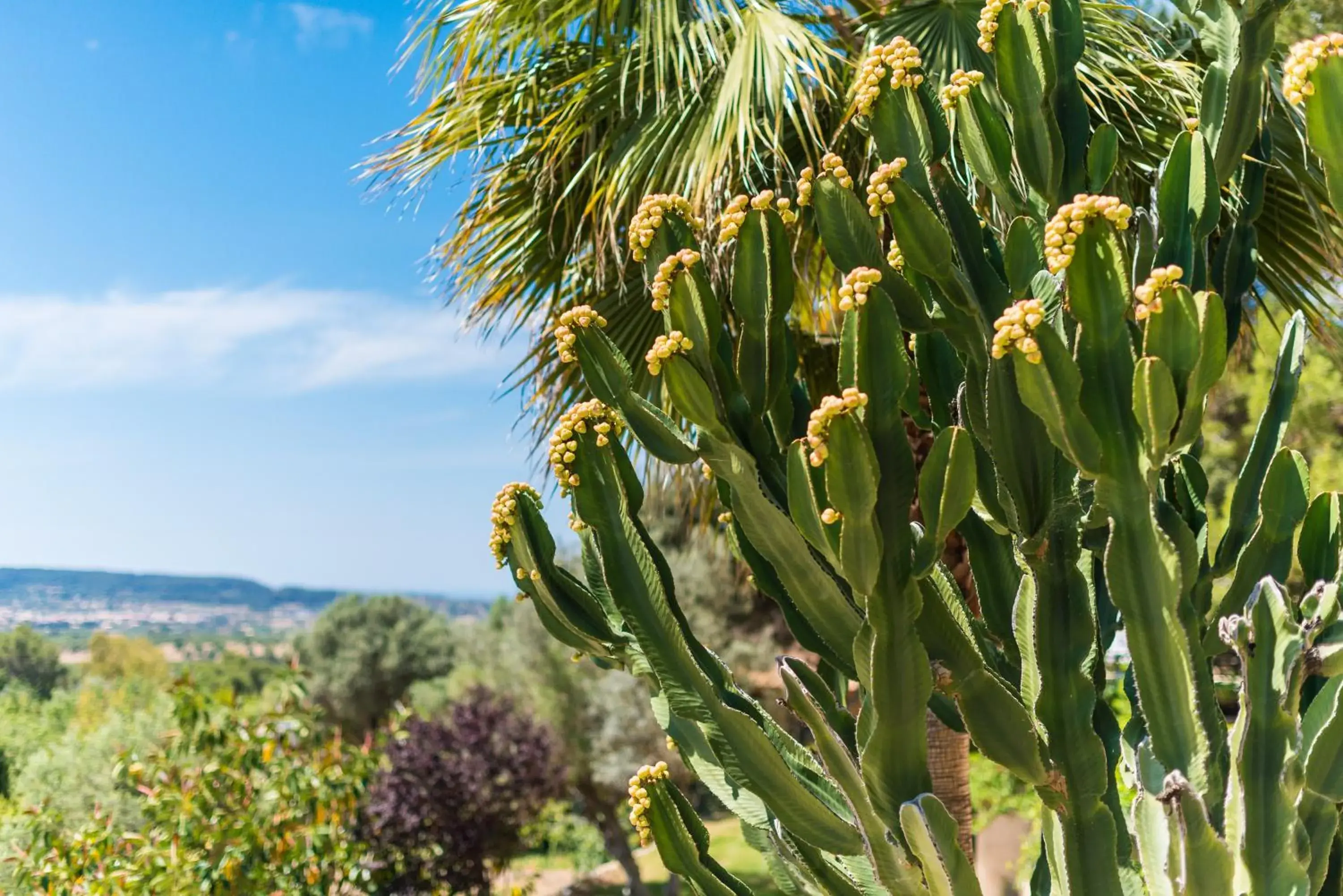 Natural landscape in Es Pinar