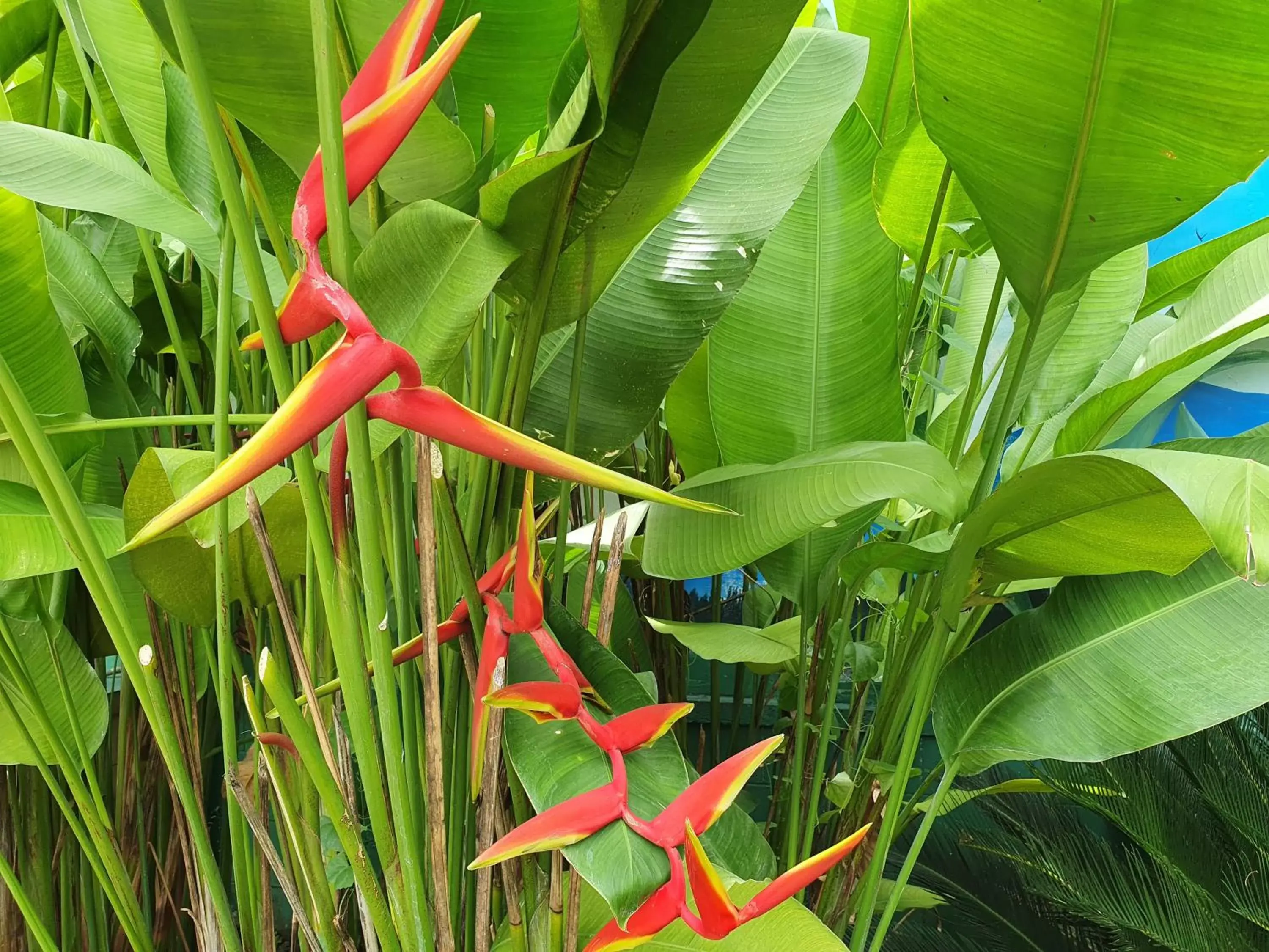 Garden in Riverview Resort and Conference Center