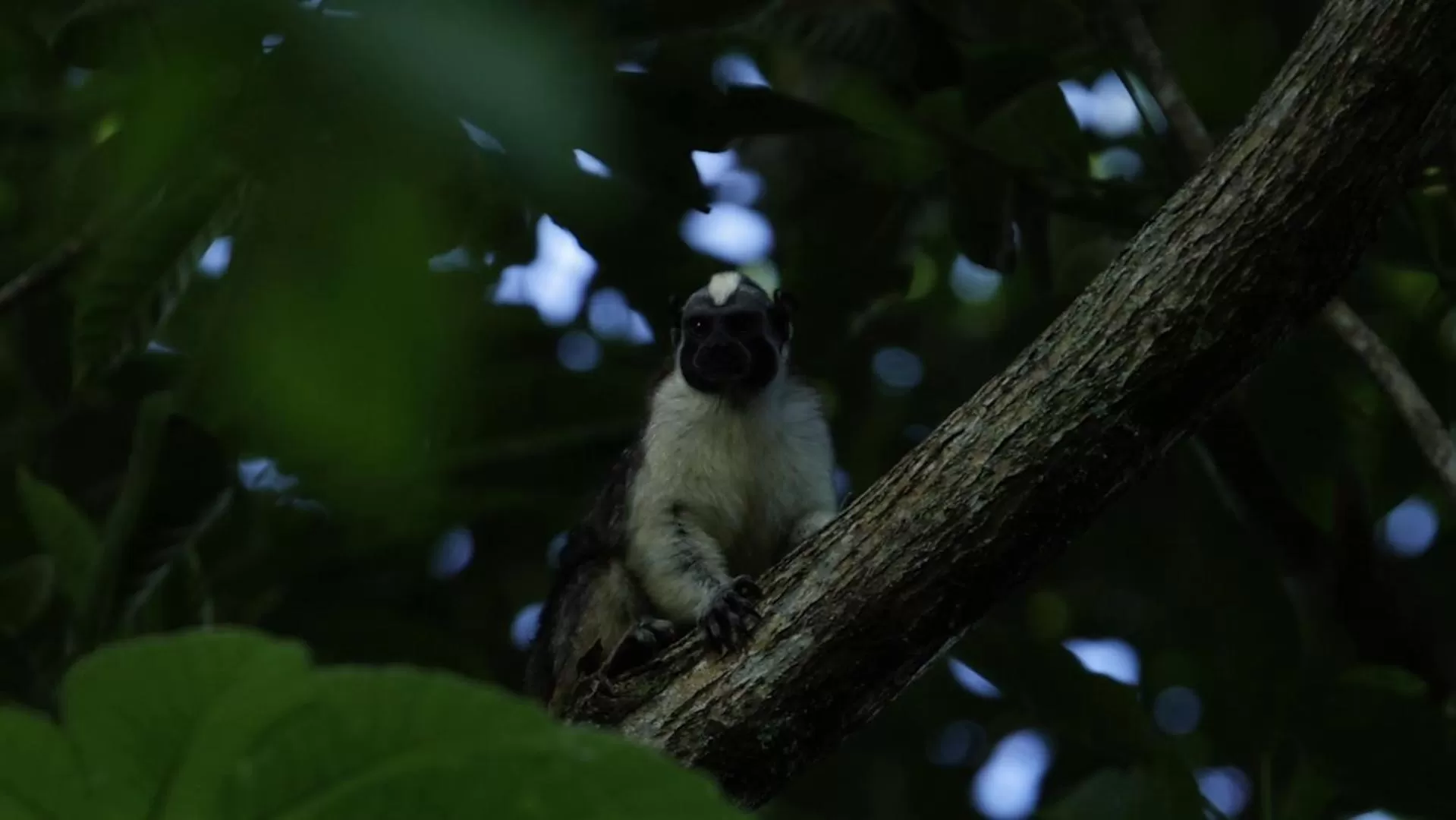Los Robles Capurgana