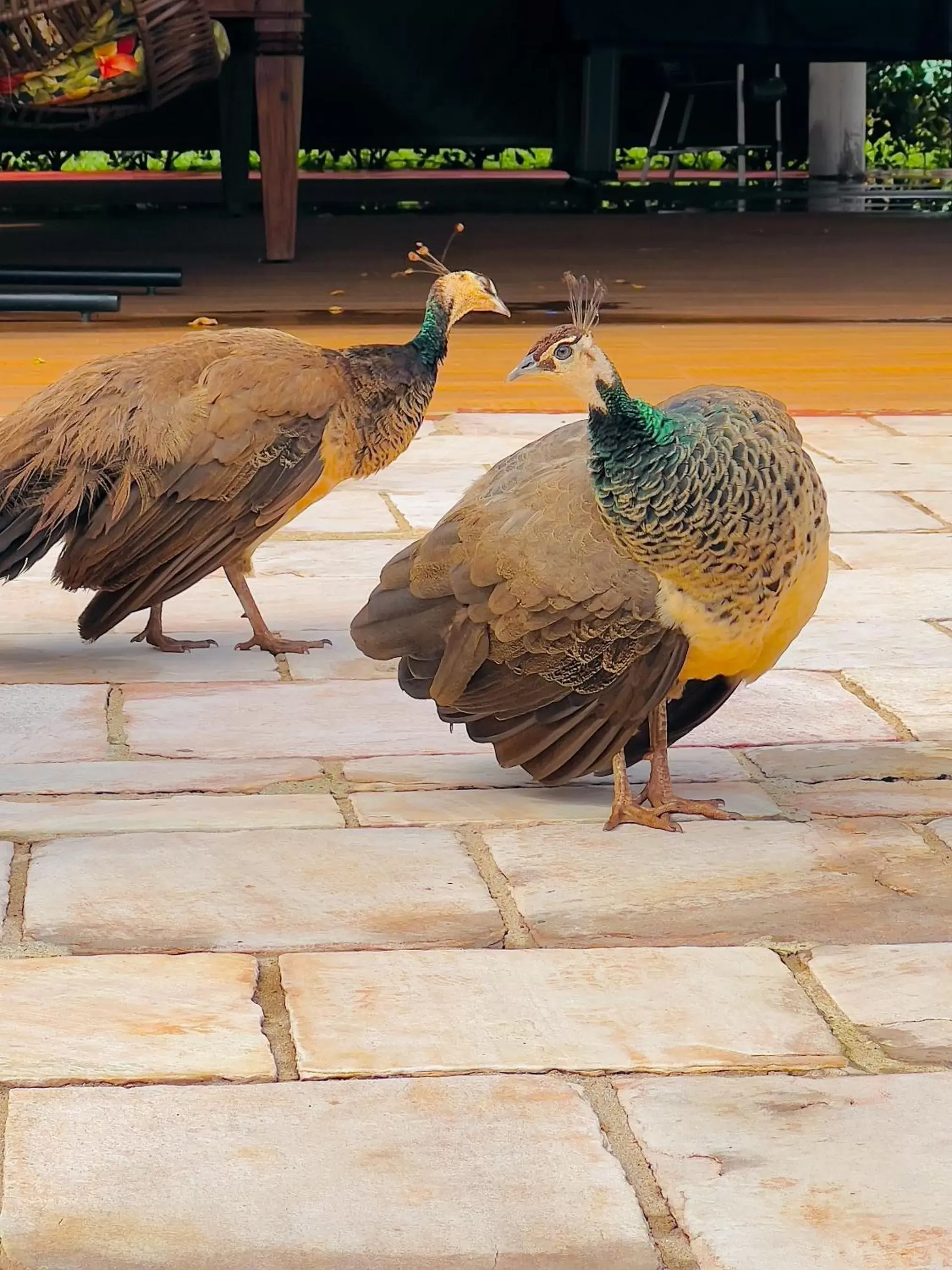 Animals, Other Animals in Dan Inn Uberaba & Convenções