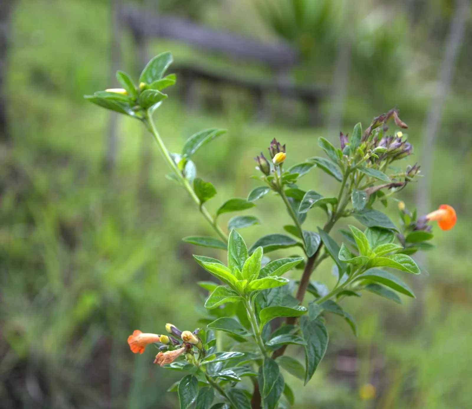 Garden, Other Animals in El Pedregal Sopó