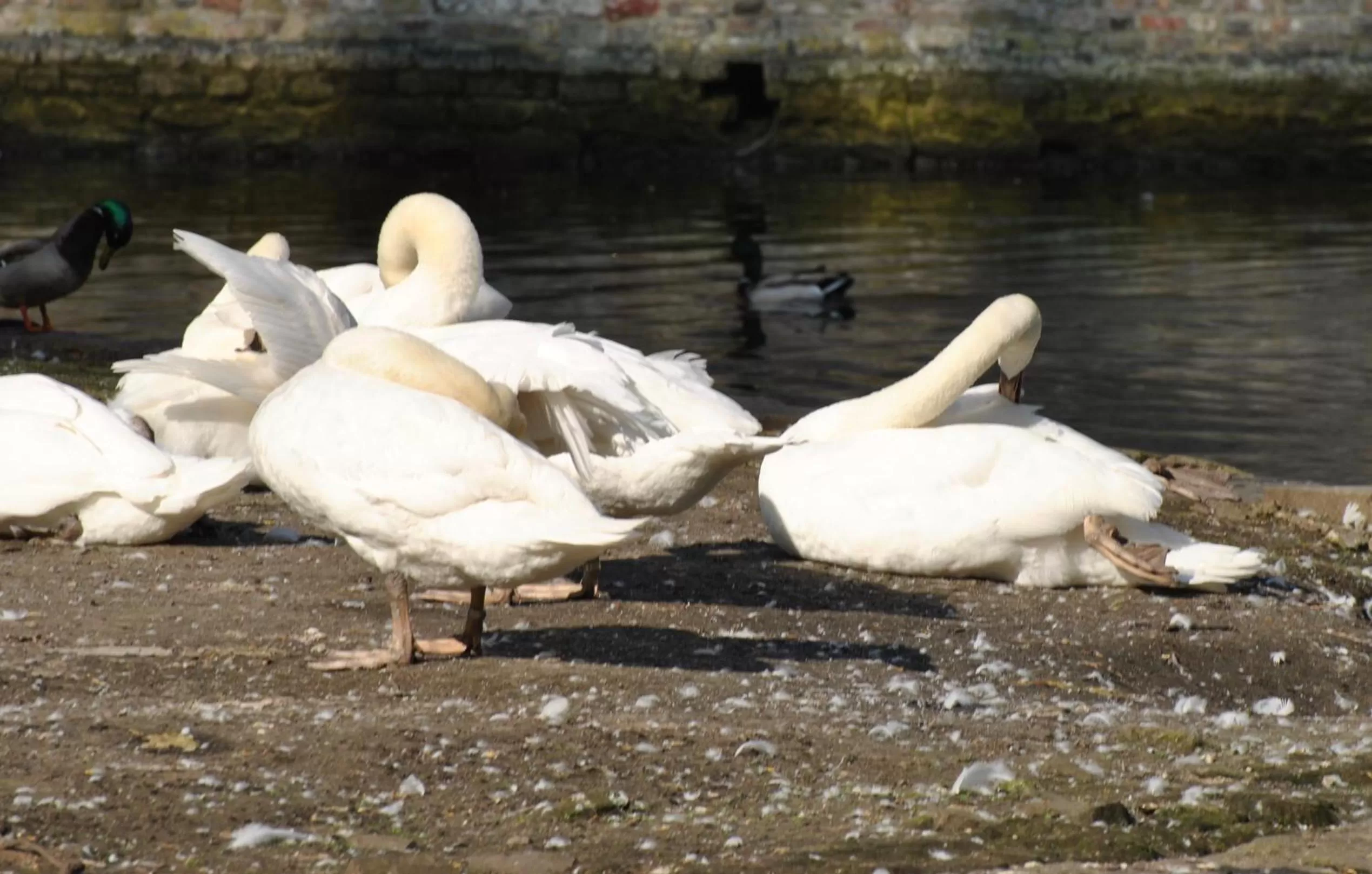 Animals in Hotel Duc De Bourgogne