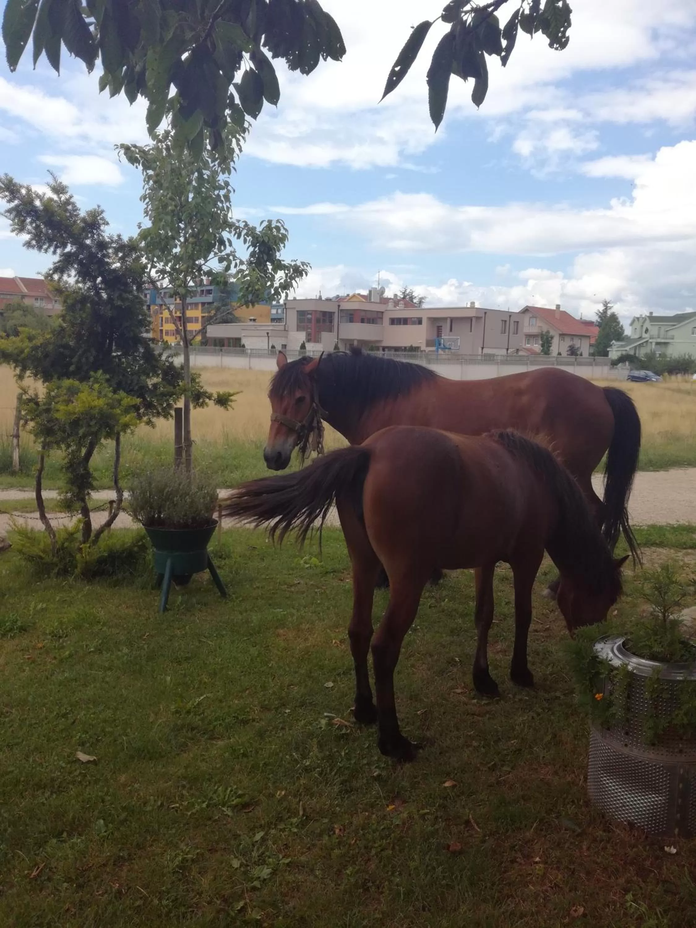 Other Animals in Frile Apartments