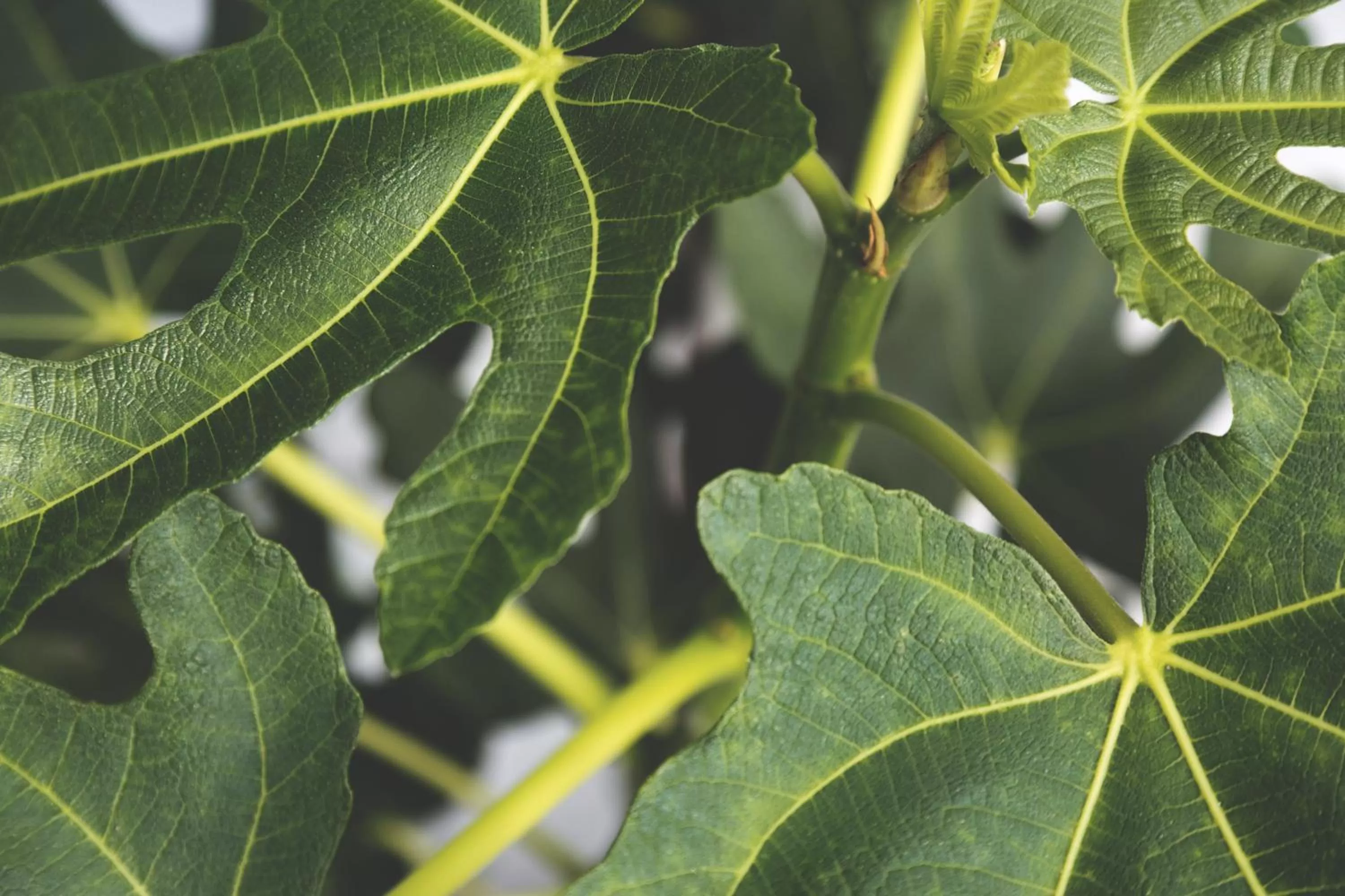 Garden in The Old Drum