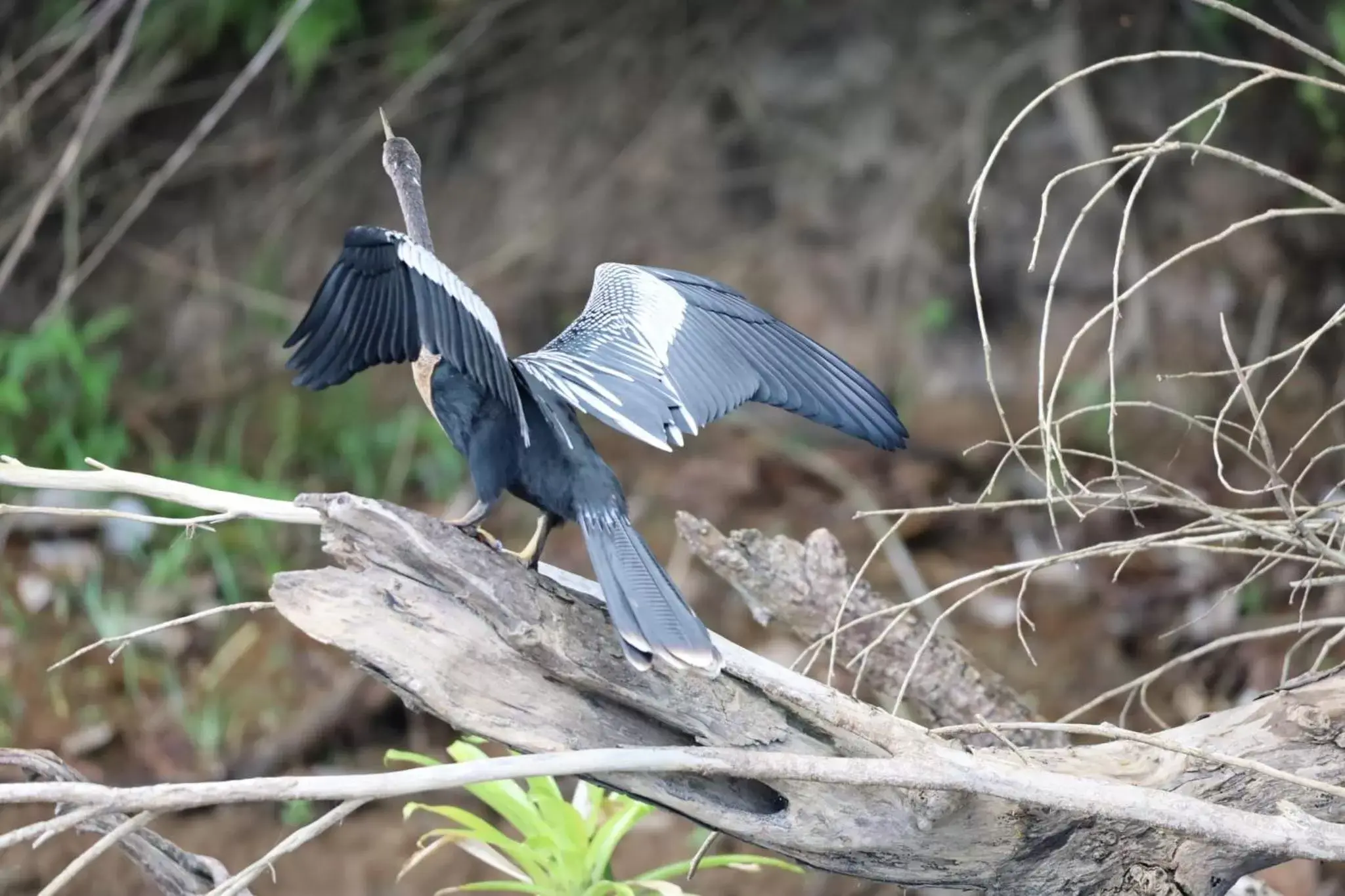 Other Animals in Iguanitas Lodge