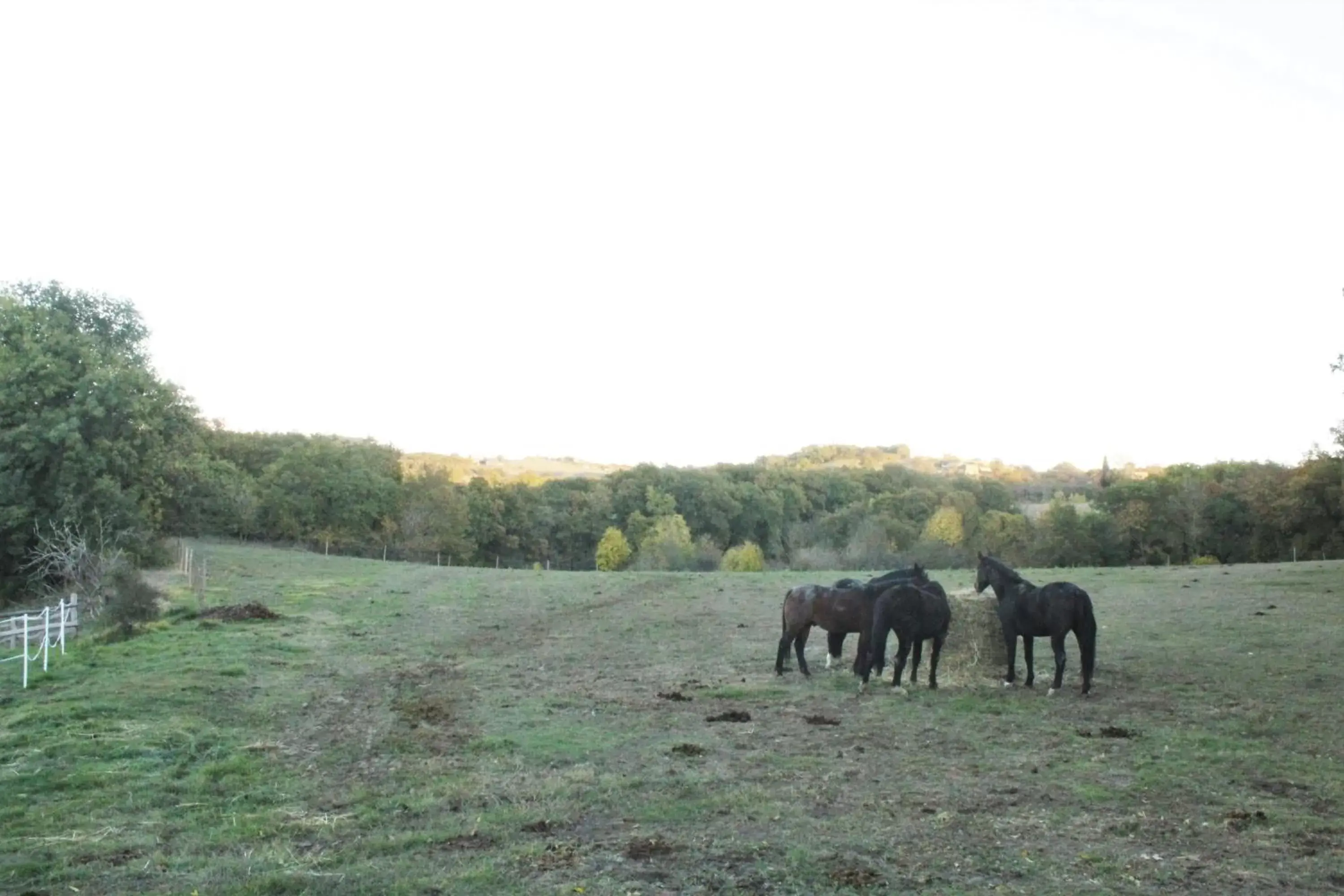 Other Animals in Domaine de la Couderquié