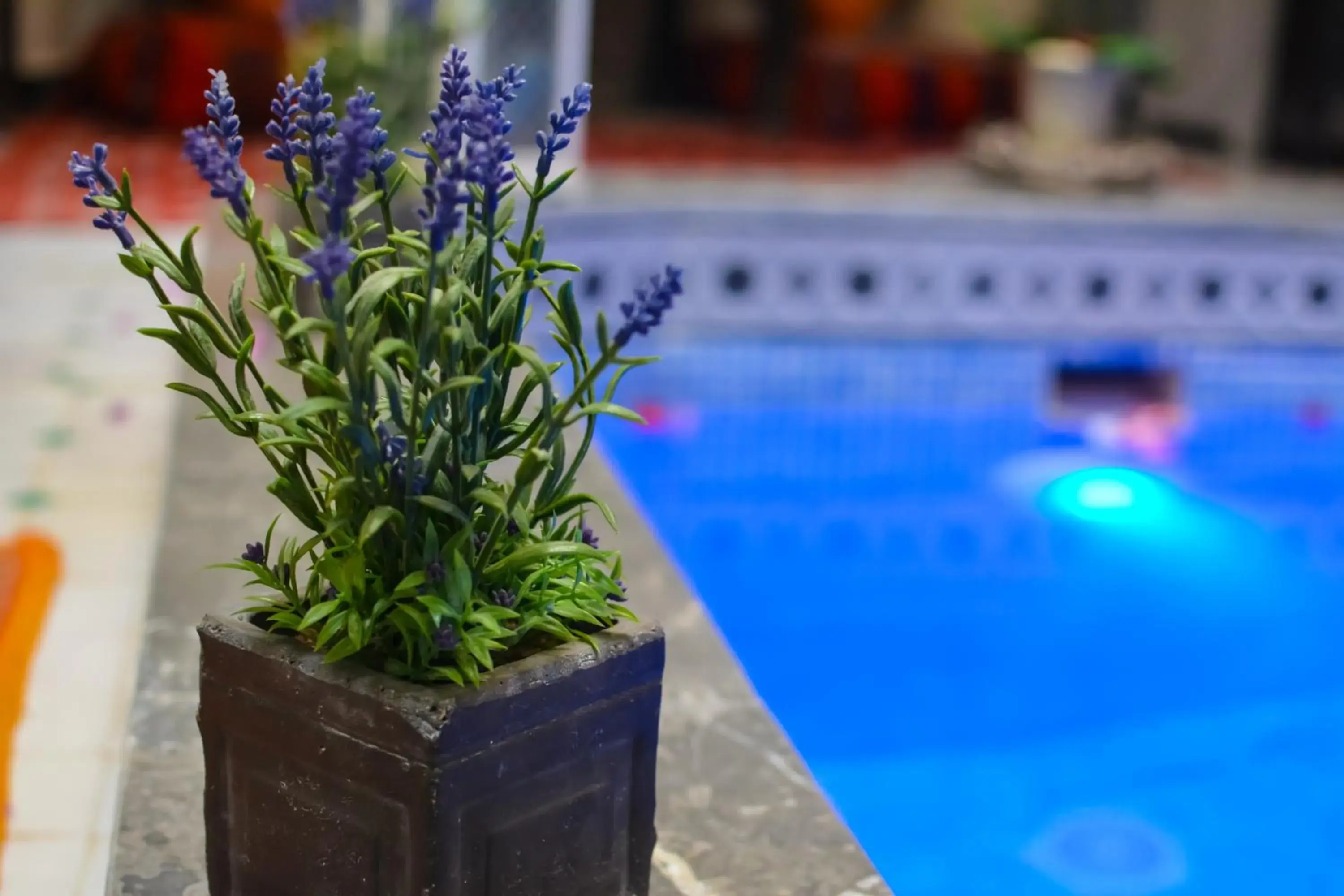 Pool view, Swimming Pool in Riad Eloise