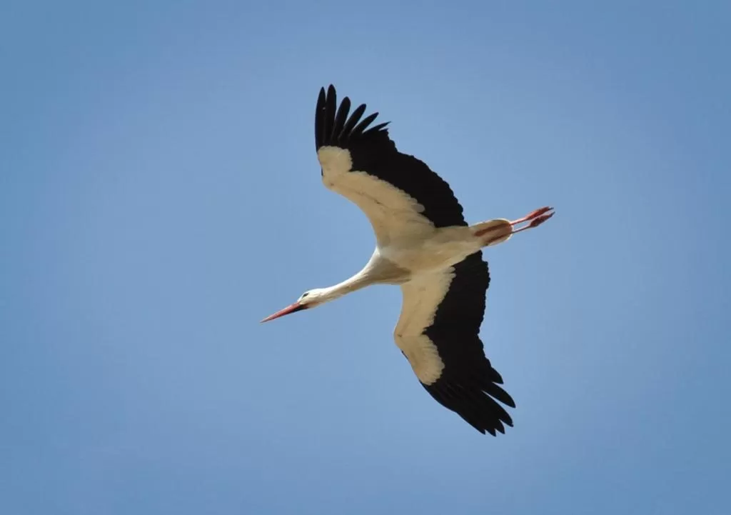 Animals in B&B Aquavit