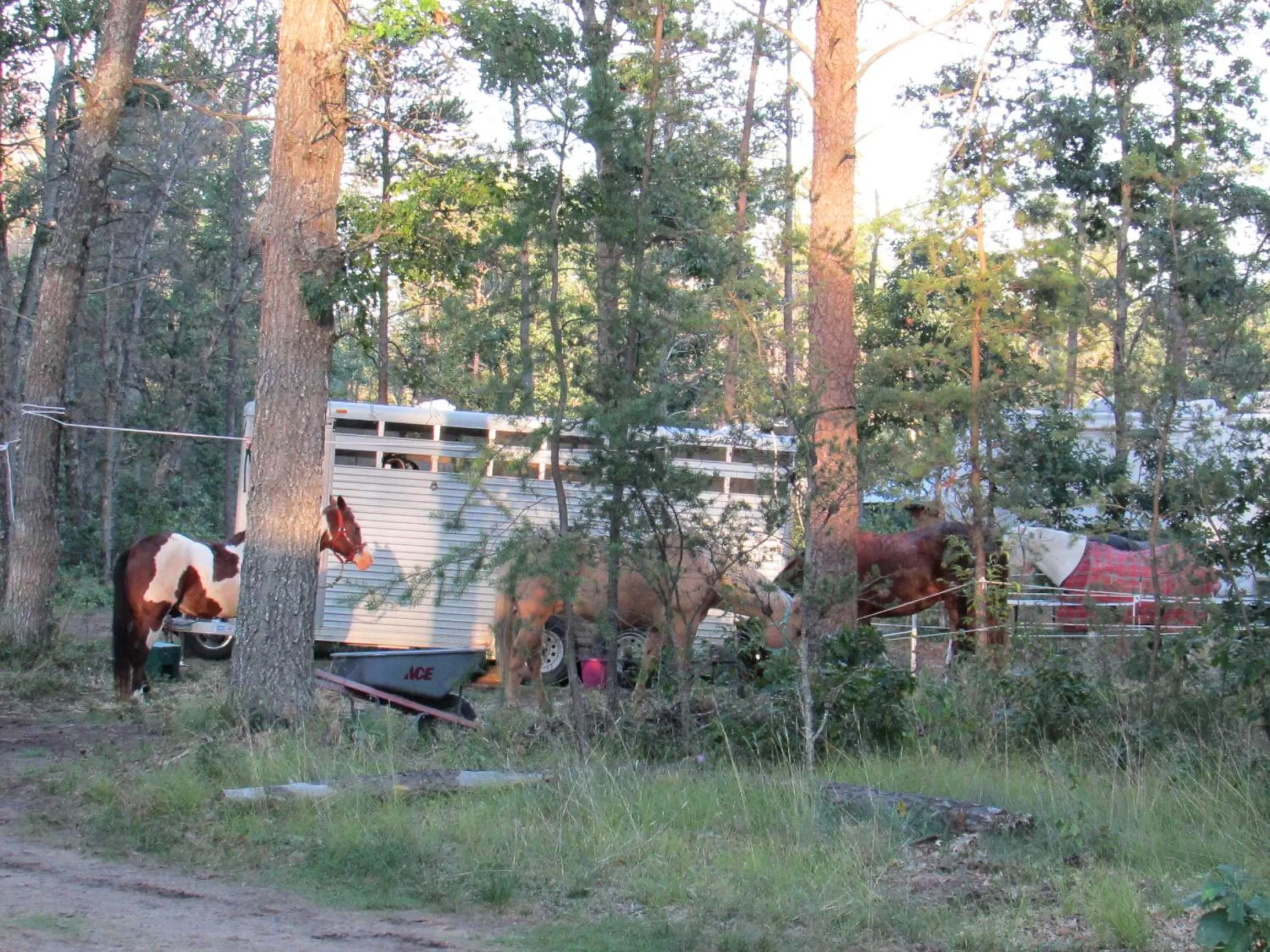 Garden in Best Bear Lodge