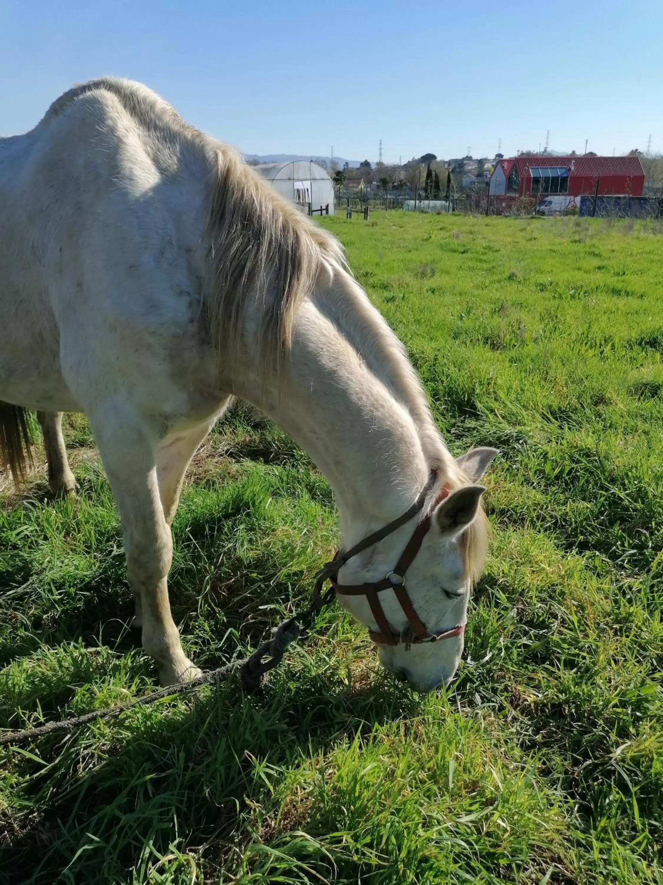 Animals in Hotel de Charme Casa Fundevila