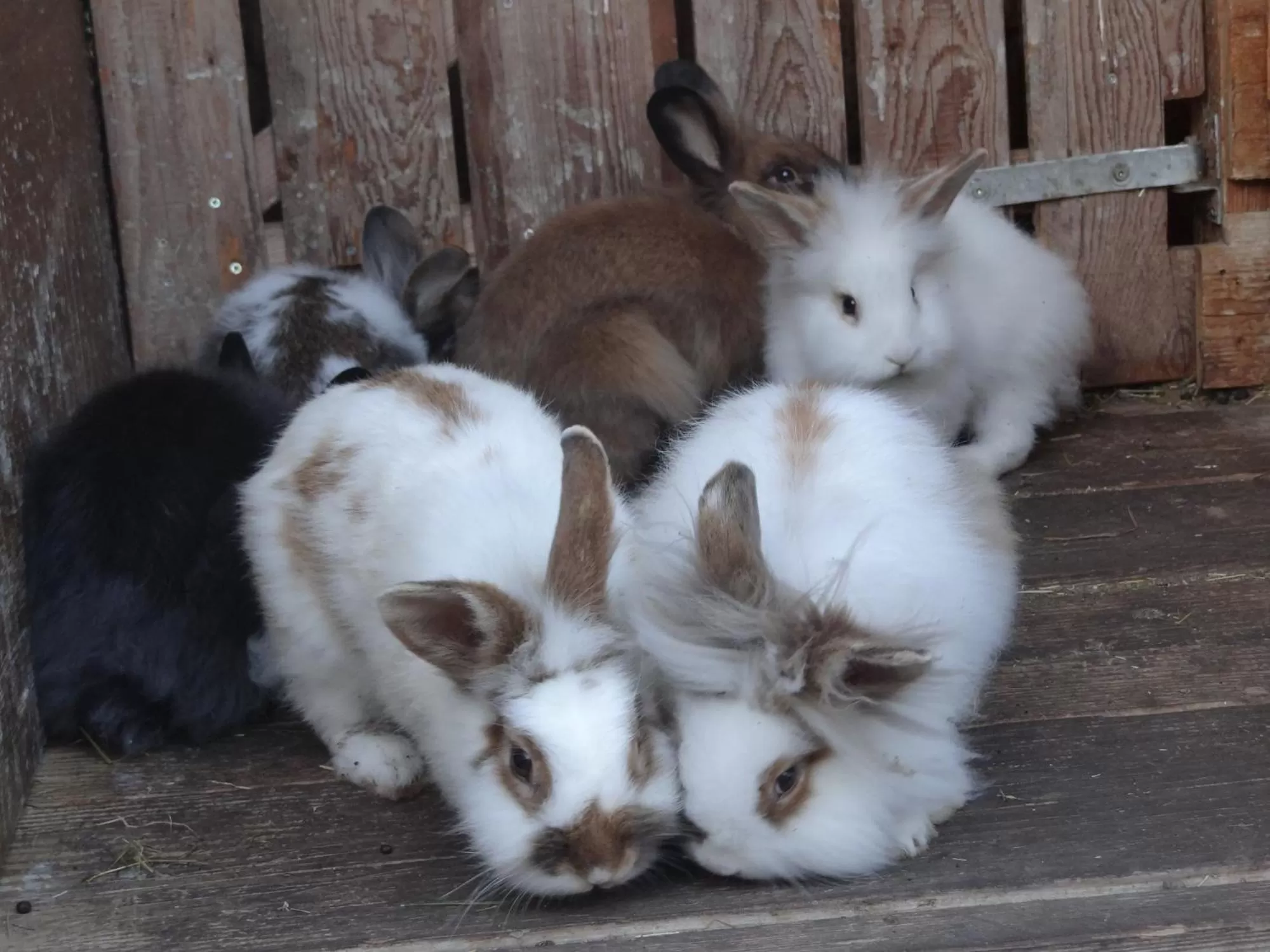 Animals in Beim Haxenwirt