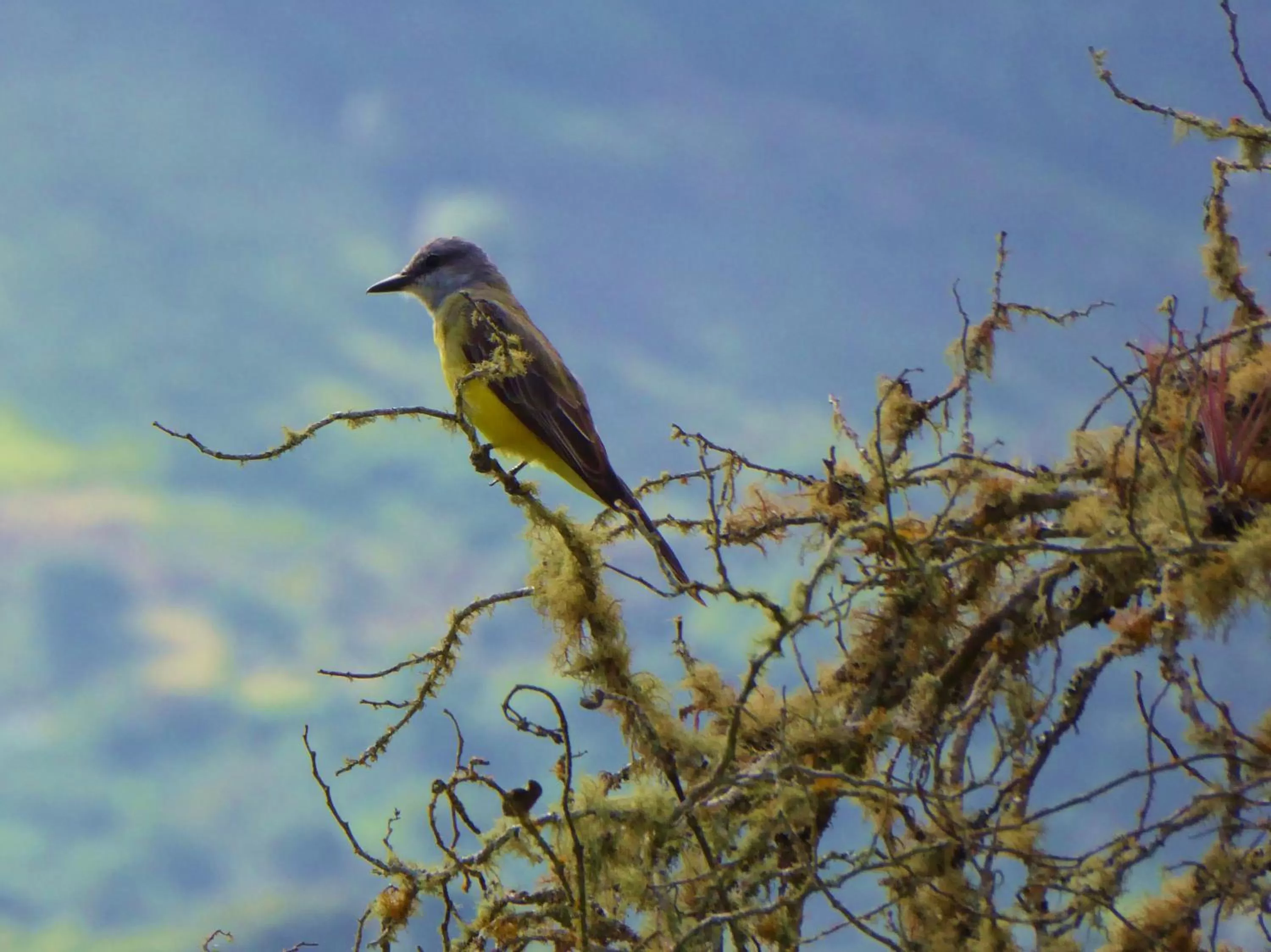 Animals in Finca El Cielo