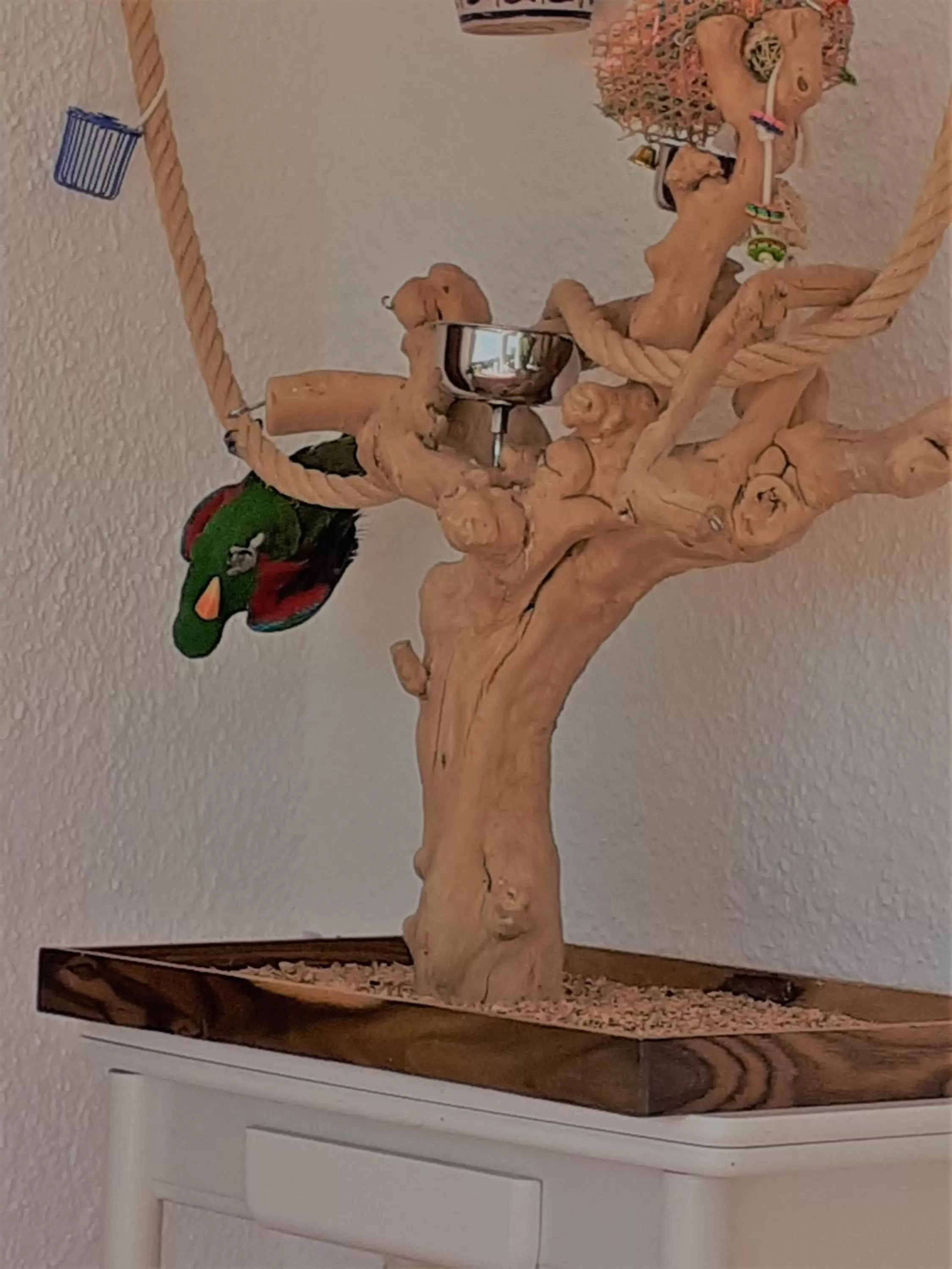 Pets in Casa Loro Loco B&B